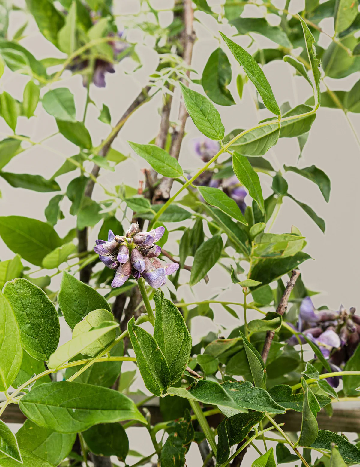 Amethyst Falls Wisteria - Image 8