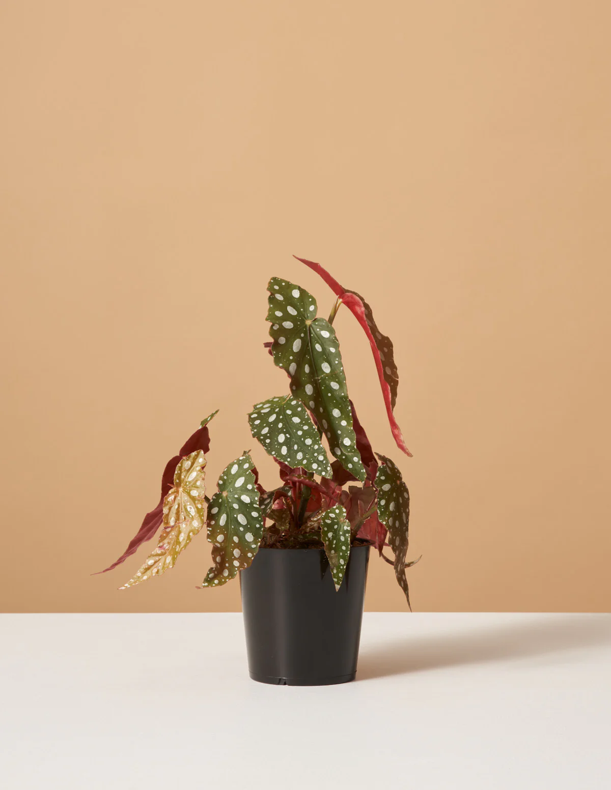 Angel Wings Begonia - Image 2