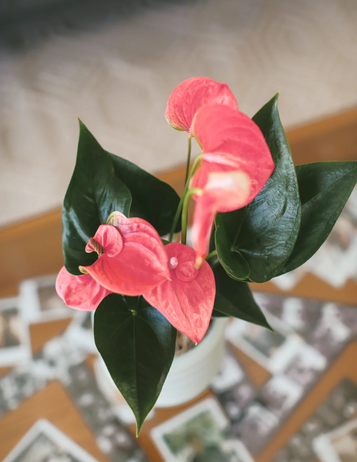 Colorful Anthurium Party Pack - Image 7