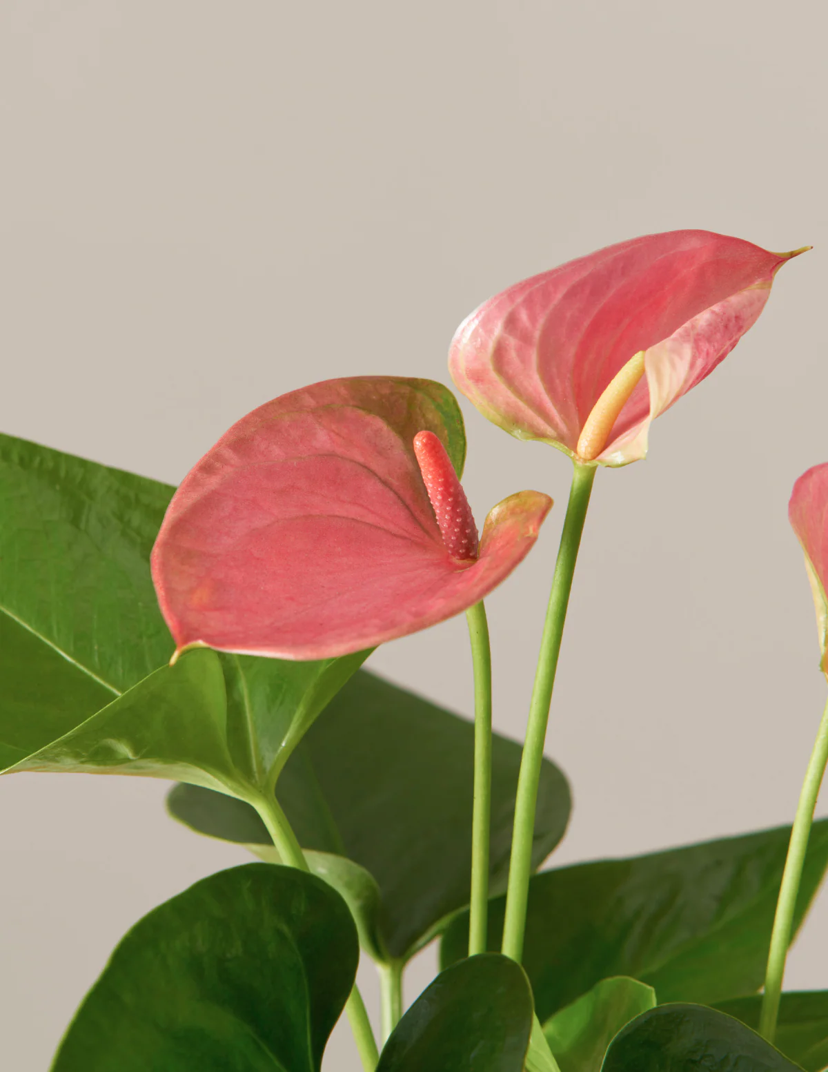 Colorful Anthurium Party Pack - Image 9