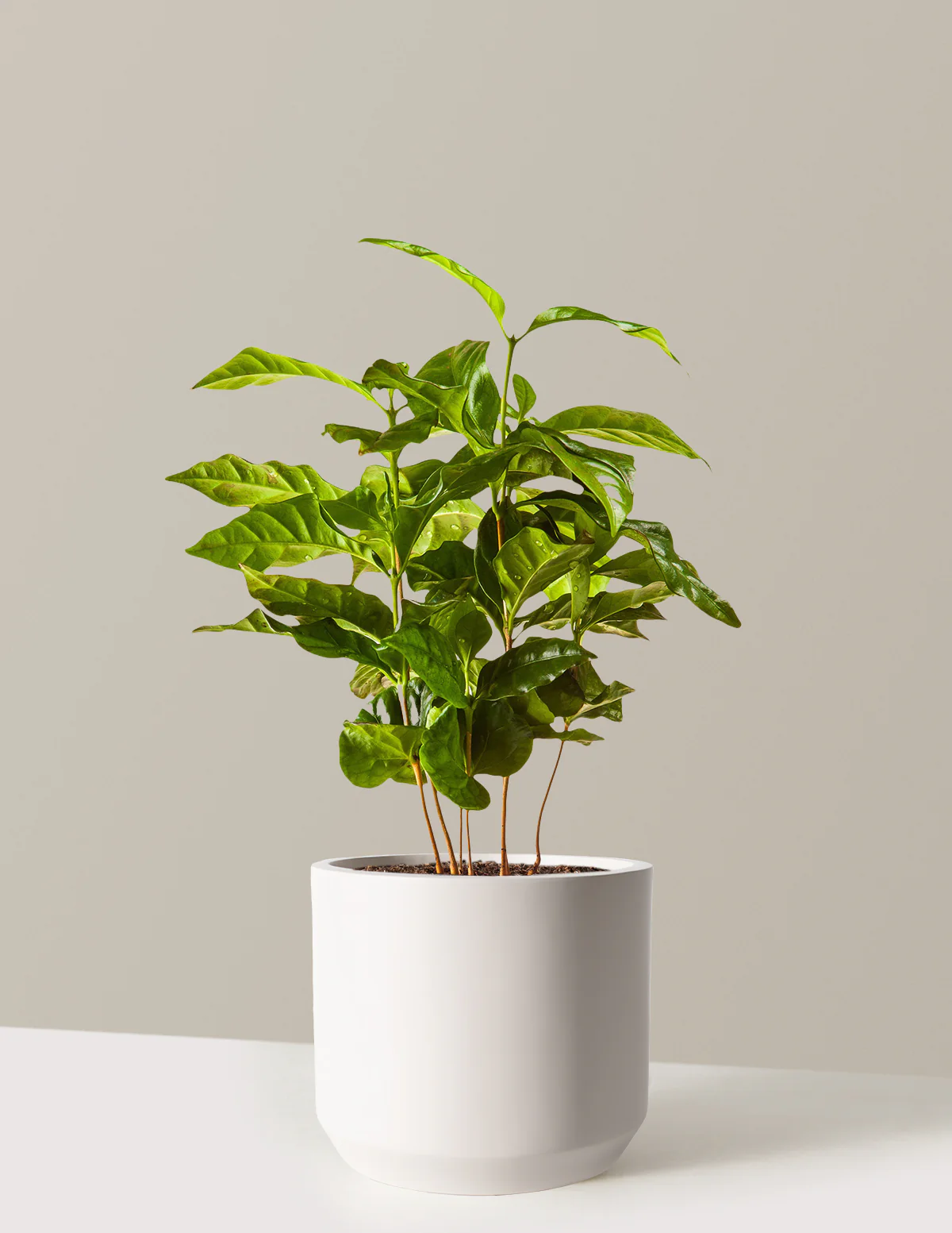 Arabica Coffee Plant - Image 10
