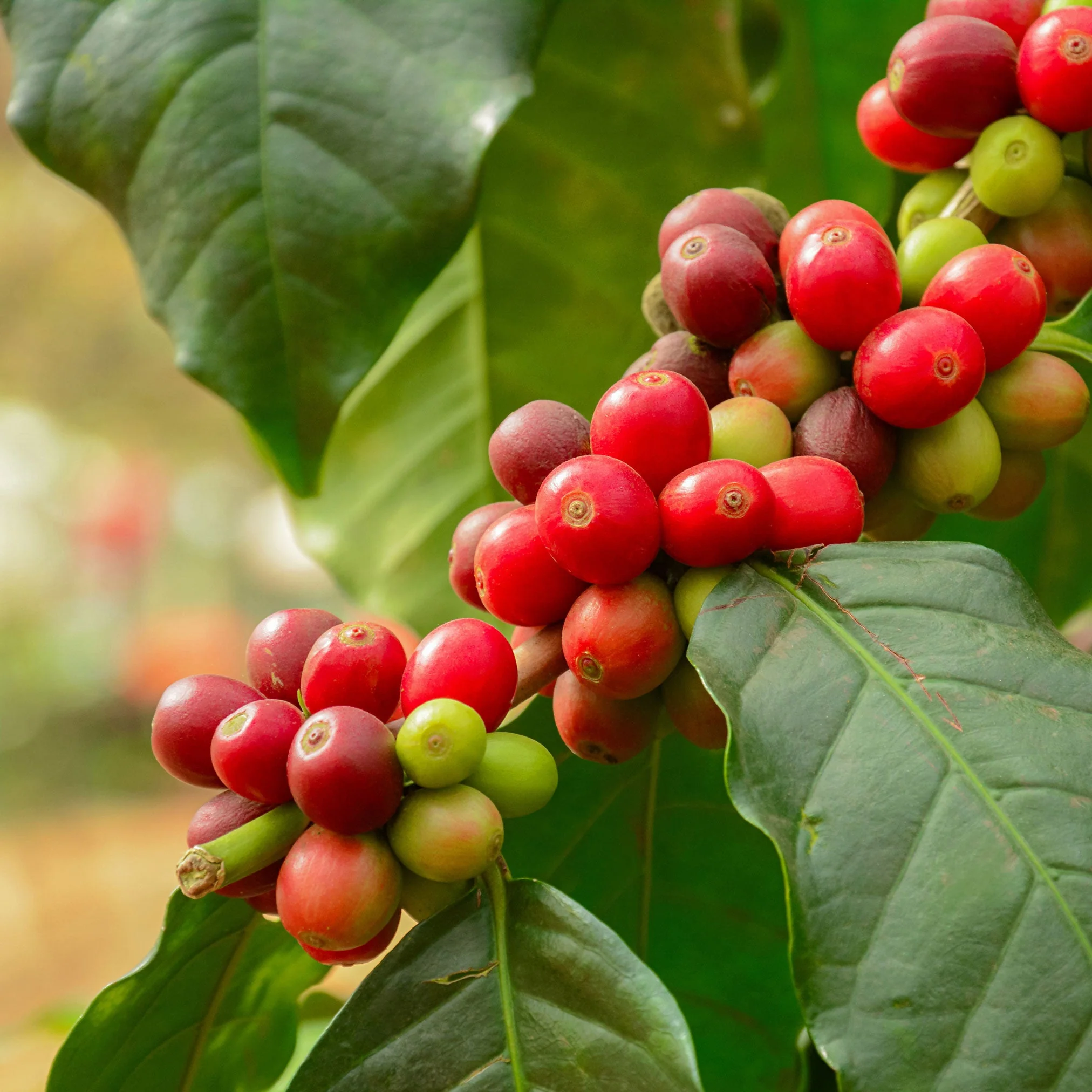 Arabica Coffee Plant - Image 4