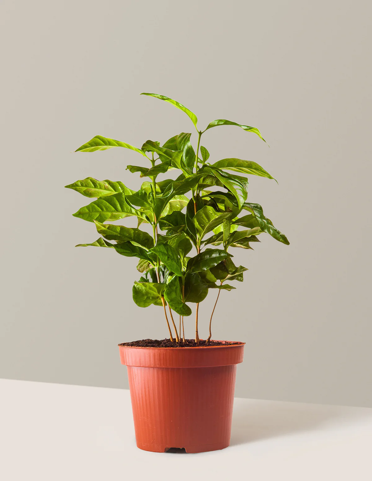 Arabica Coffee Plant - Image 5