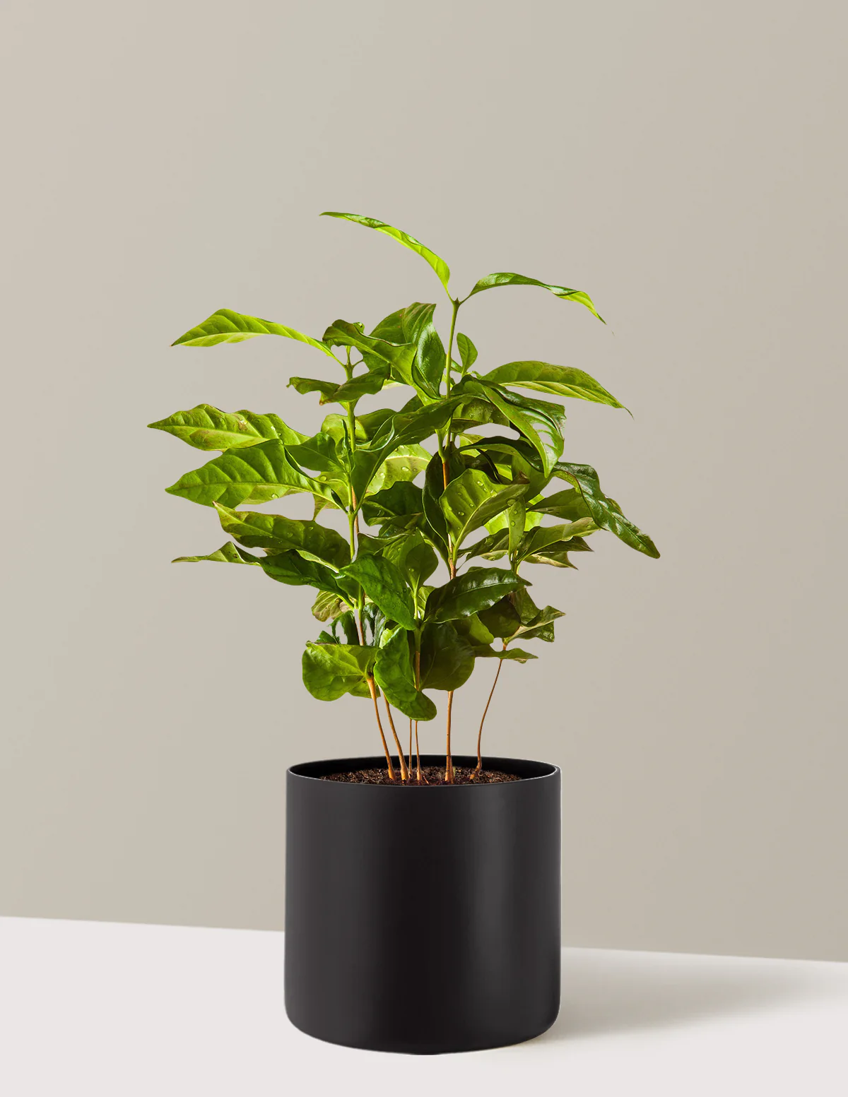 Arabica Coffee Plant - Image 6