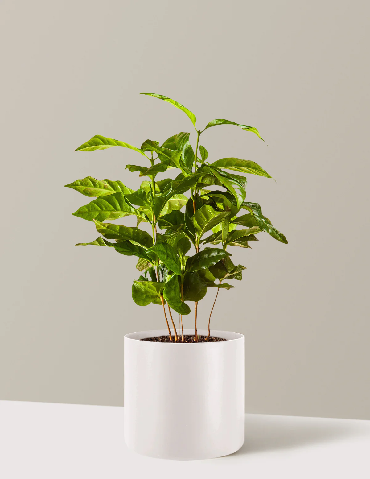 Arabica Coffee Plant - Image 7
