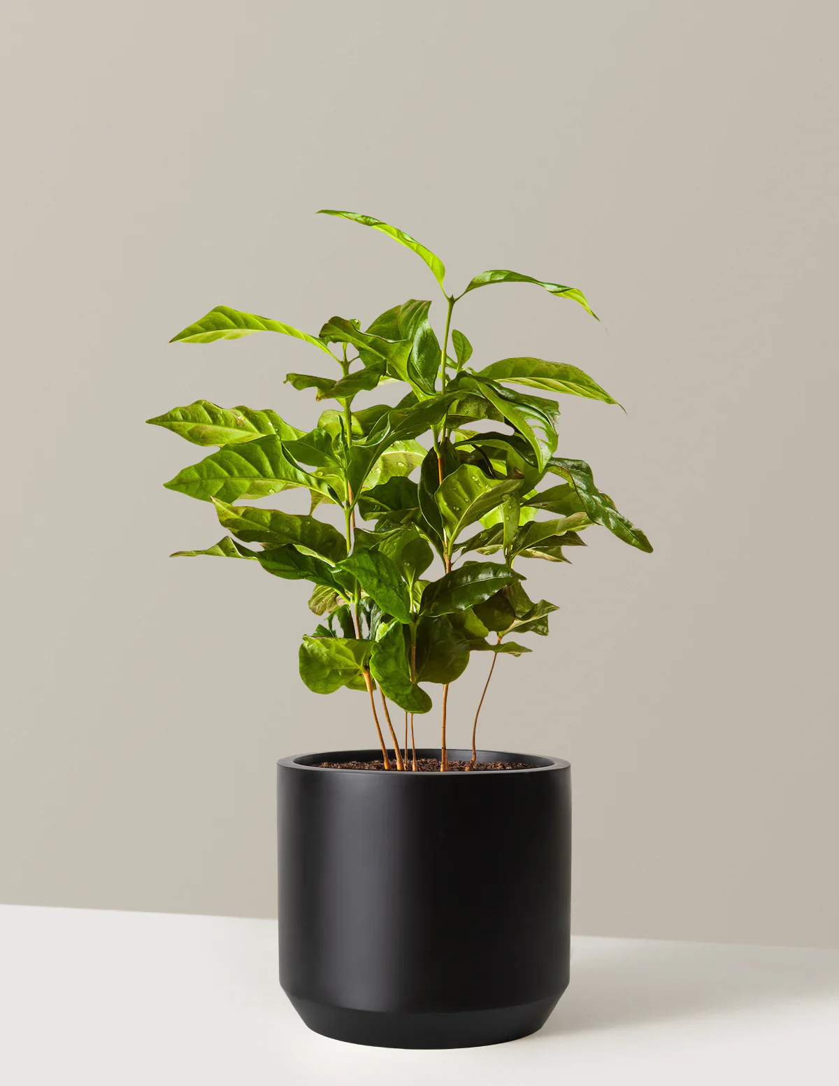 Arabica Coffee Plant - Image 8