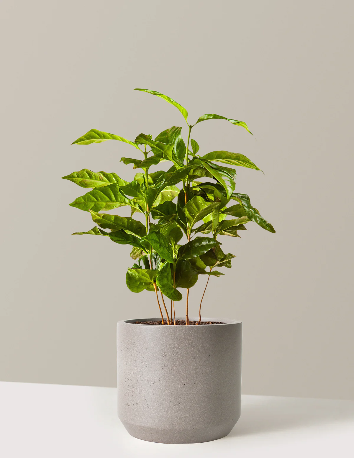 Arabica Coffee Plant - Image 9