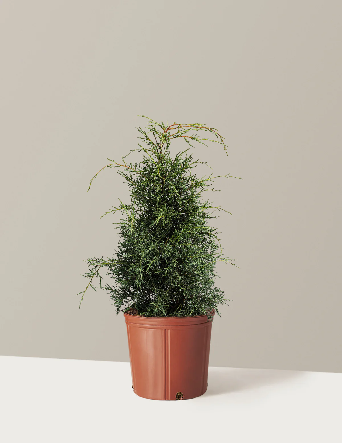 Arizona Cypress - Carolina Sapphire - Image 3