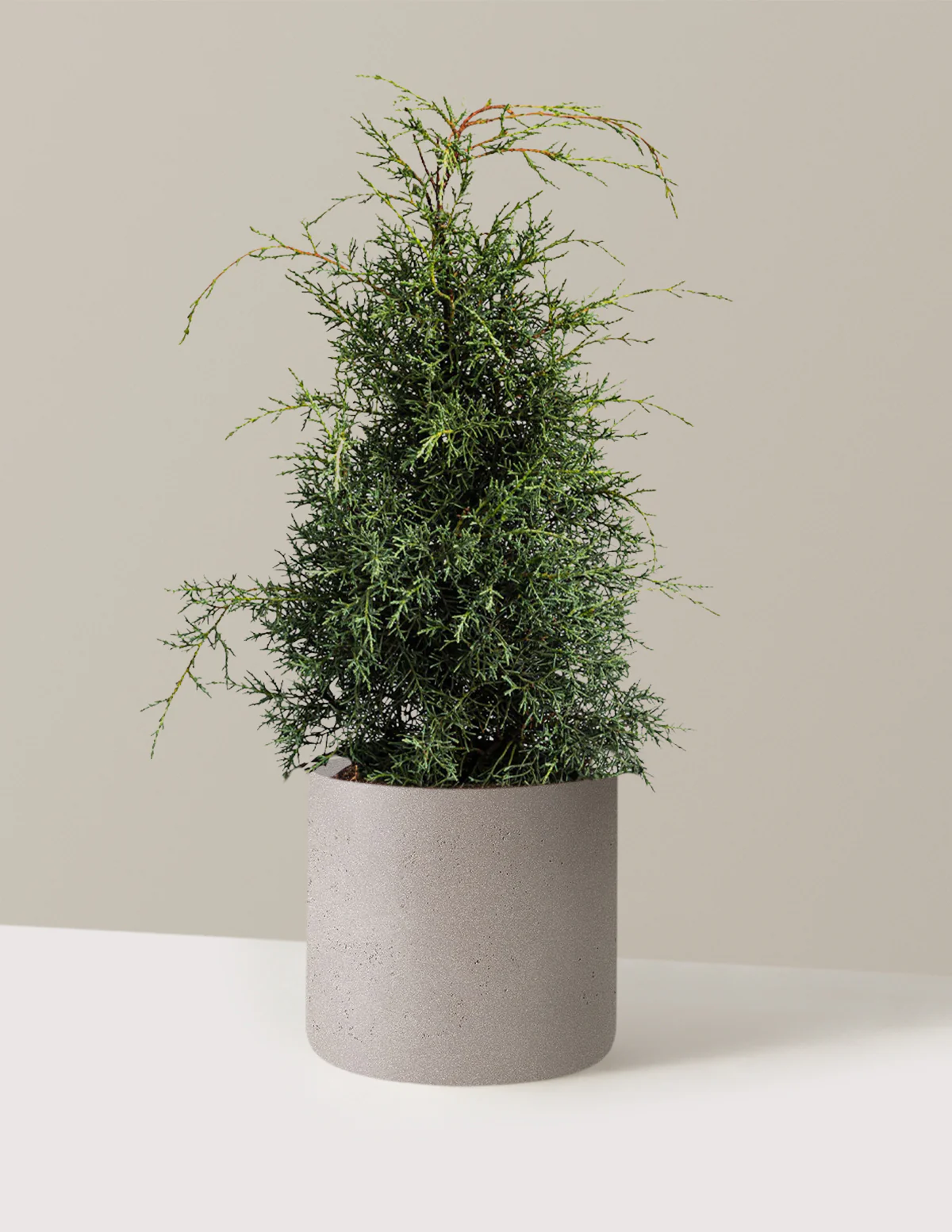 Arizona Cypress - Carolina Sapphire - Image 4