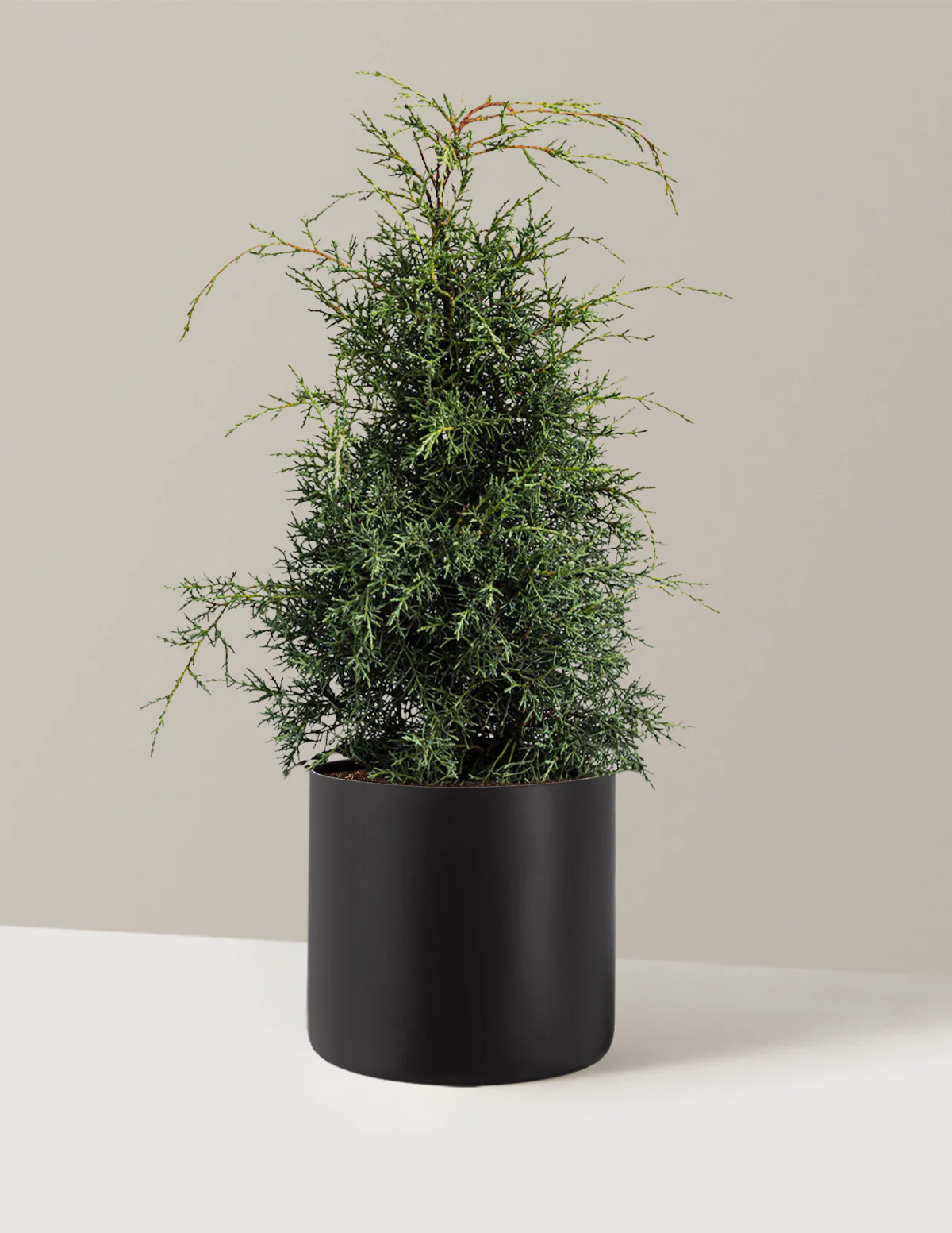 Arizona Cypress - Carolina Sapphire - Image 5
