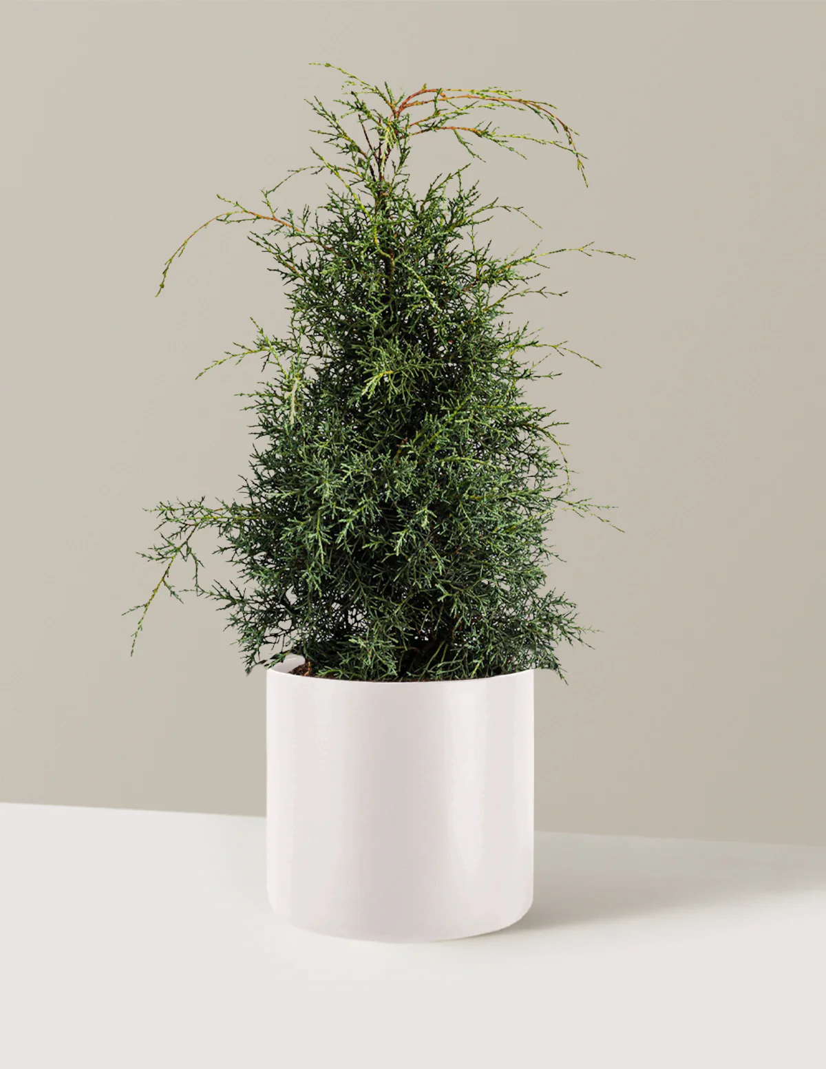 Arizona Cypress - Carolina Sapphire - Image 6