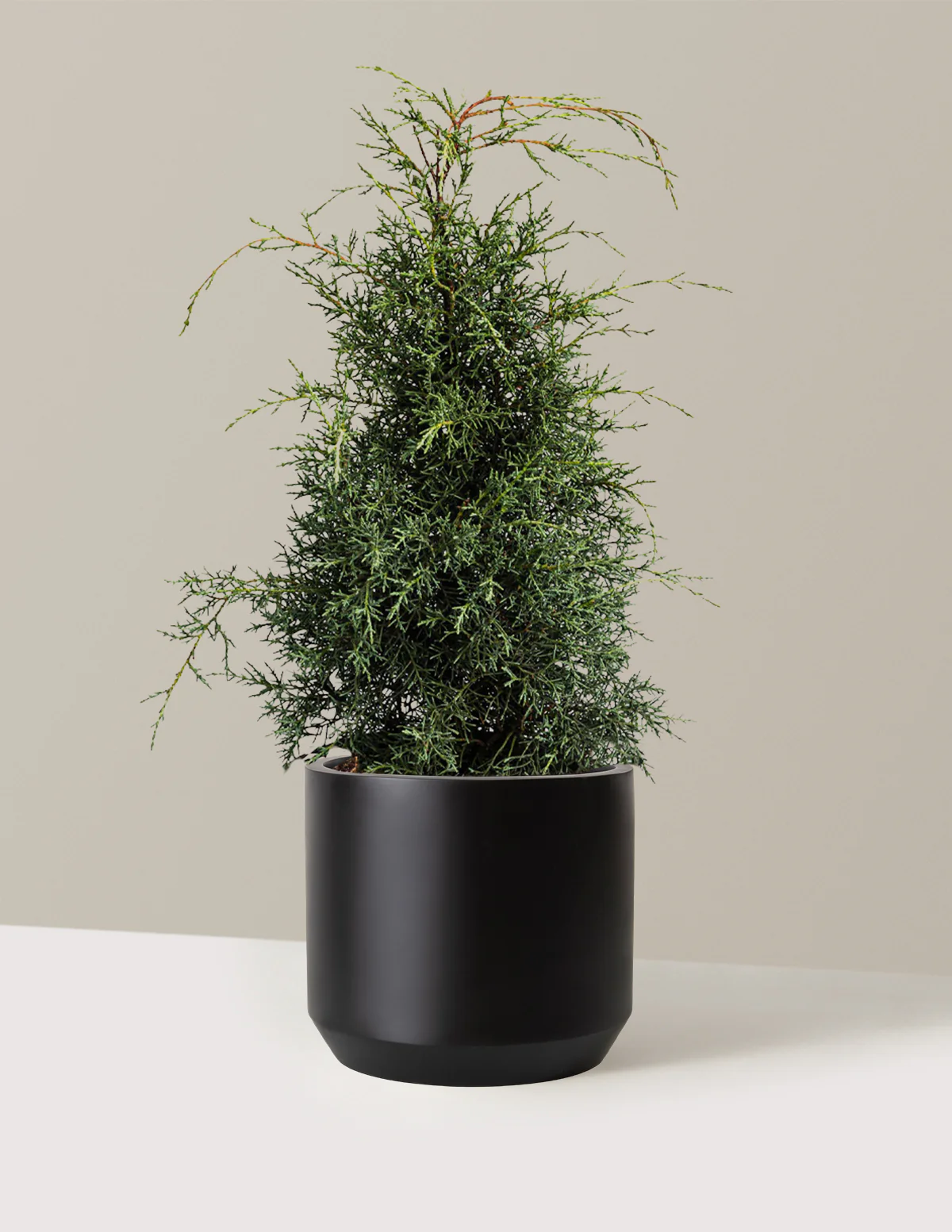 Arizona Cypress - Carolina Sapphire - Image 7