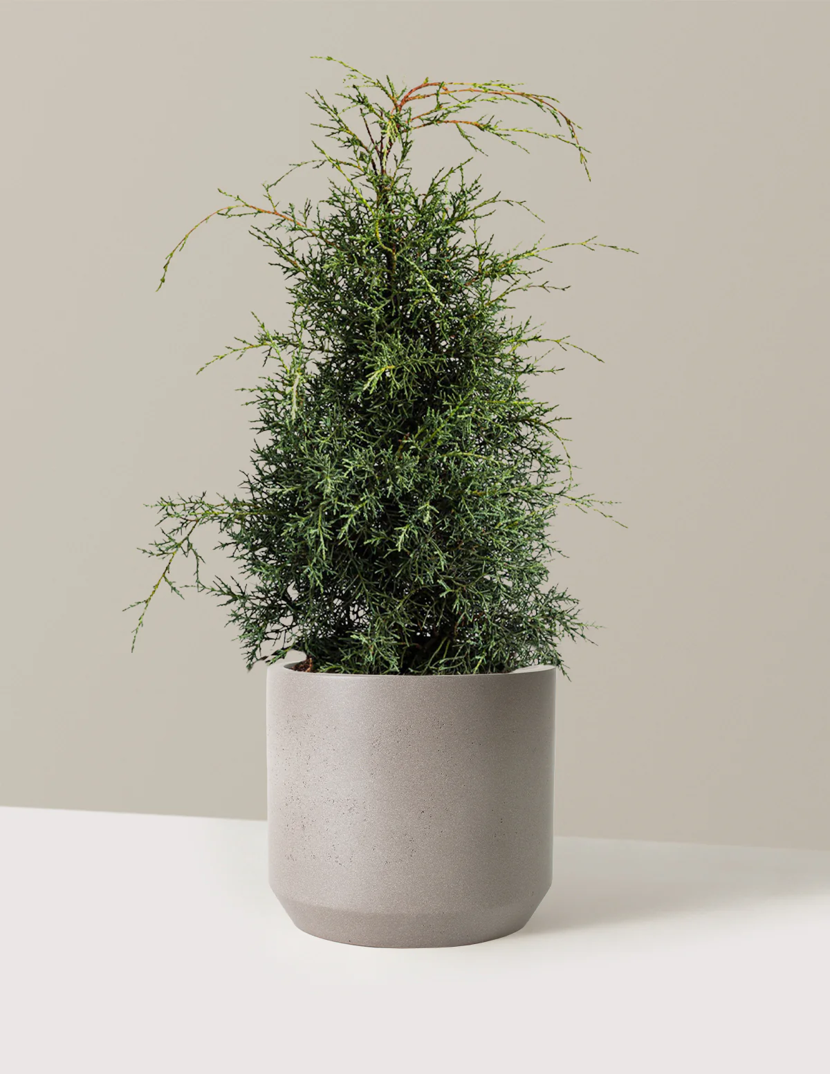Arizona Cypress - Carolina Sapphire - Image 8