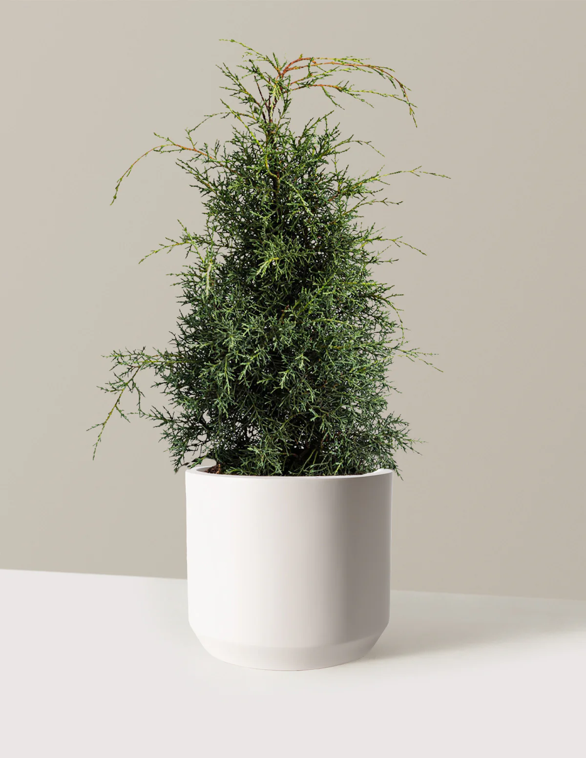 Arizona Cypress - Carolina Sapphire - Image 9
