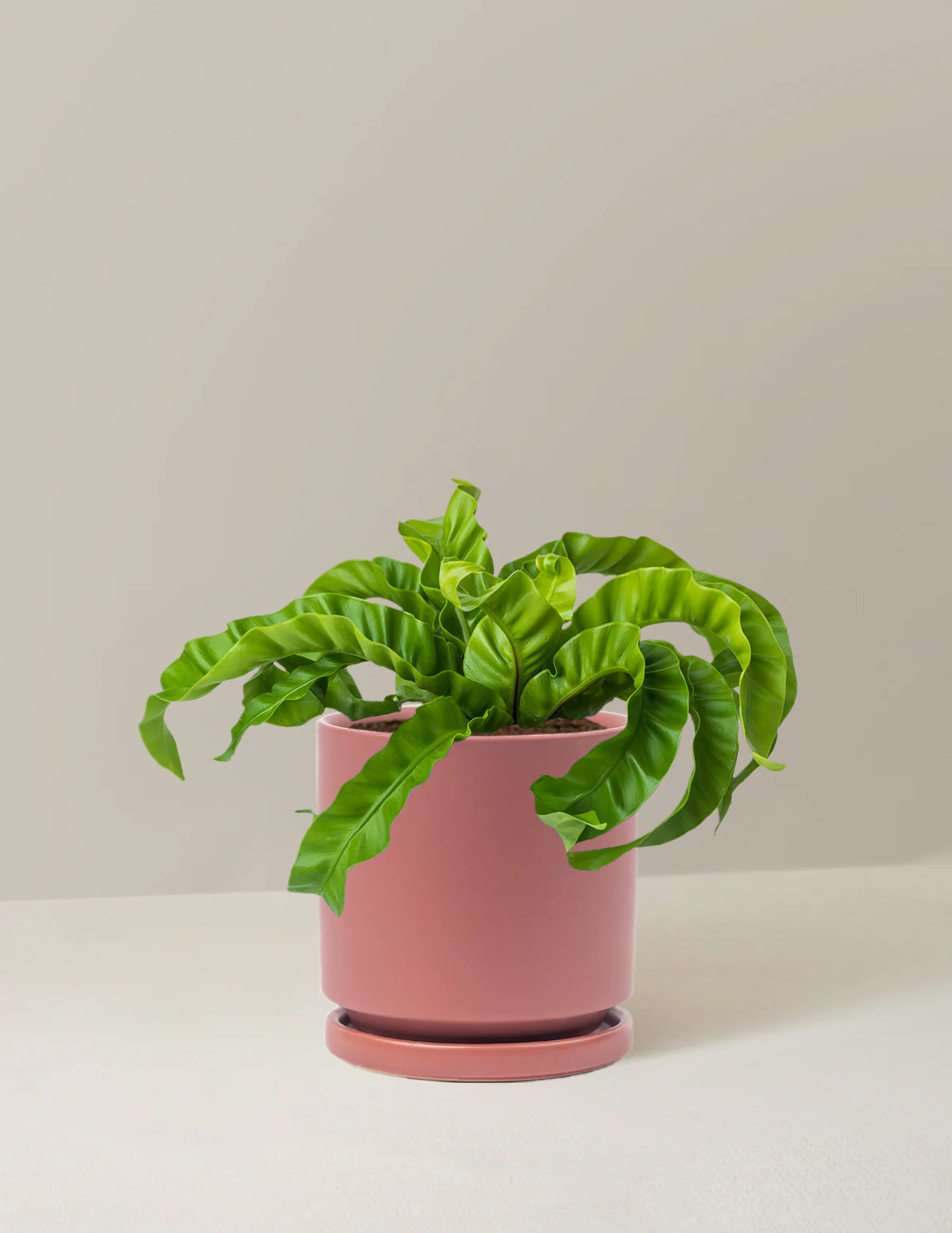 Hurricane Fern - Image 11