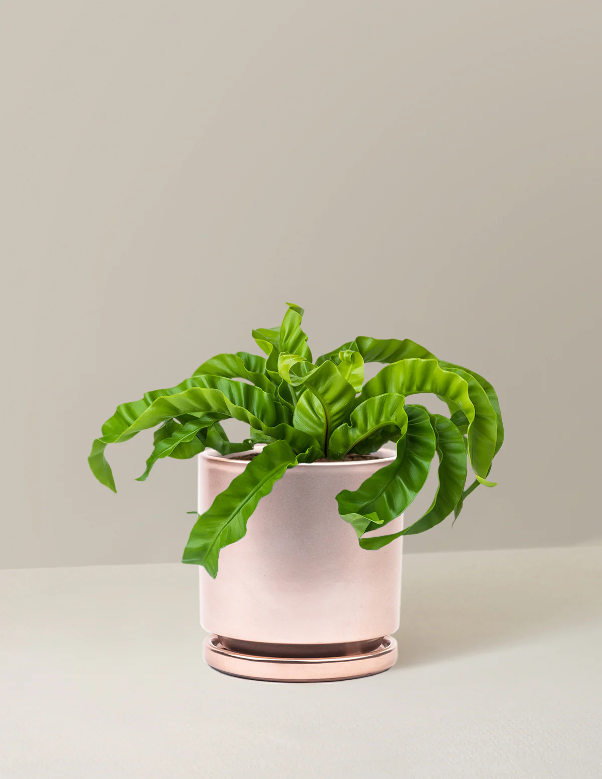 Hurricane Fern - Image 12