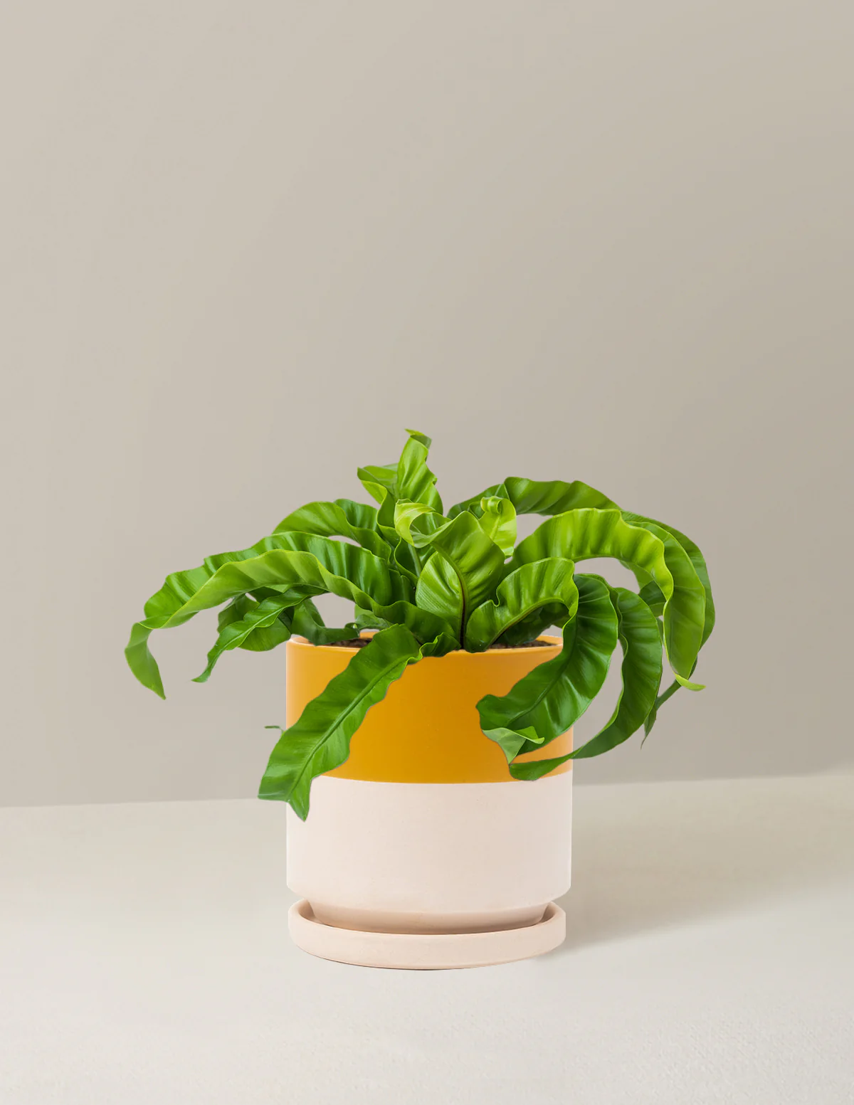 Hurricane Fern - Image 14