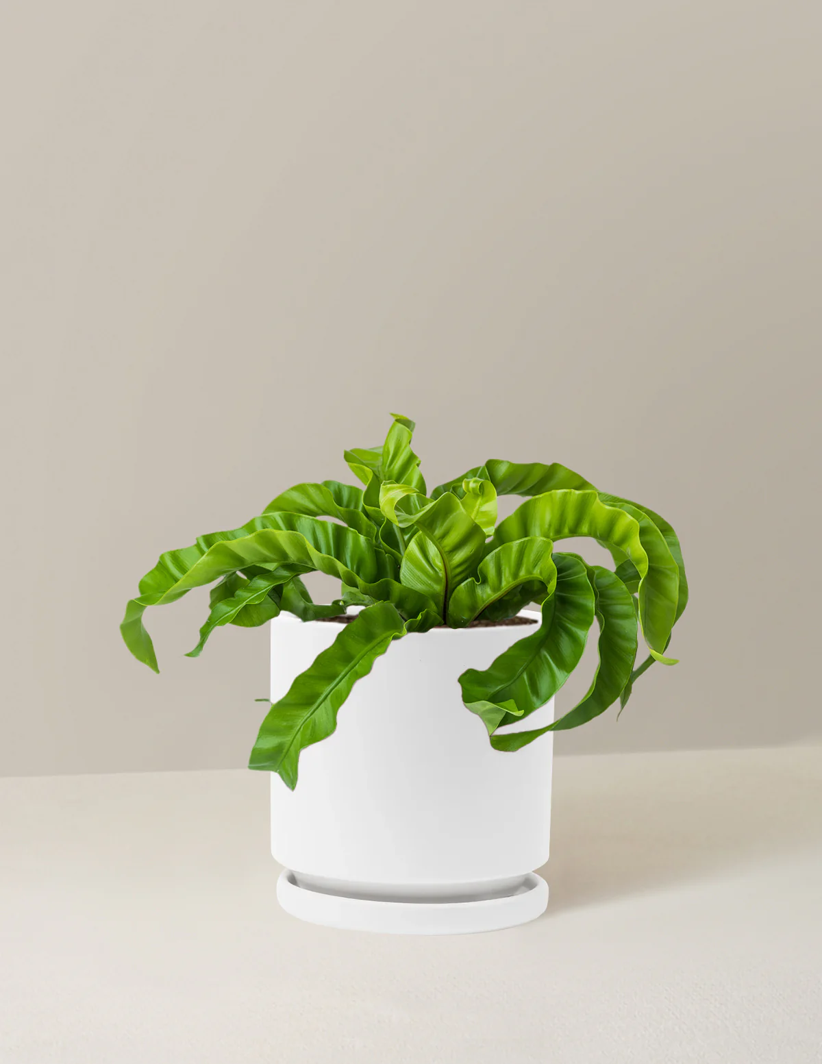 Hurricane Fern - Image 16