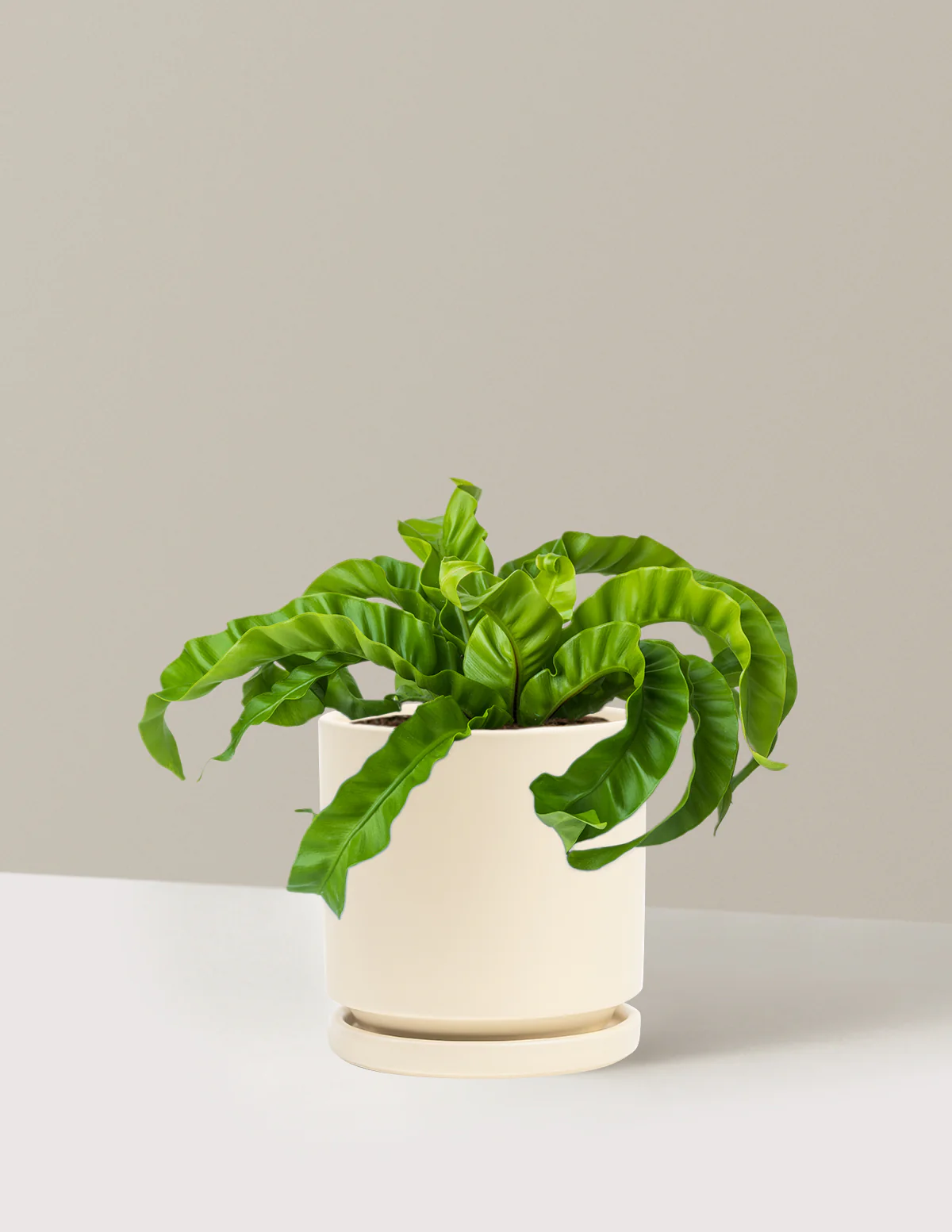 Hurricane Fern - Image 17