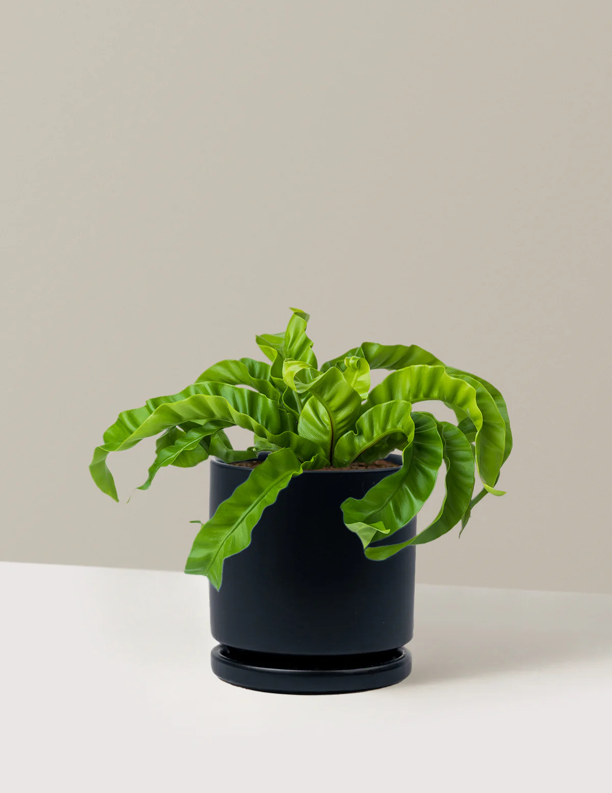 Hurricane Fern - Image 18