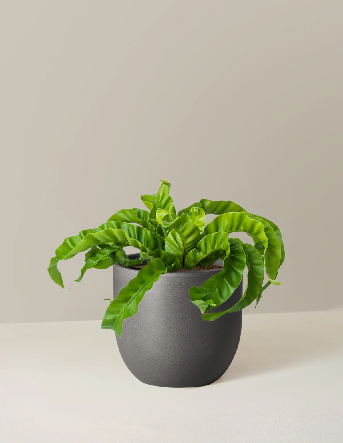 Hurricane Fern - Image 23