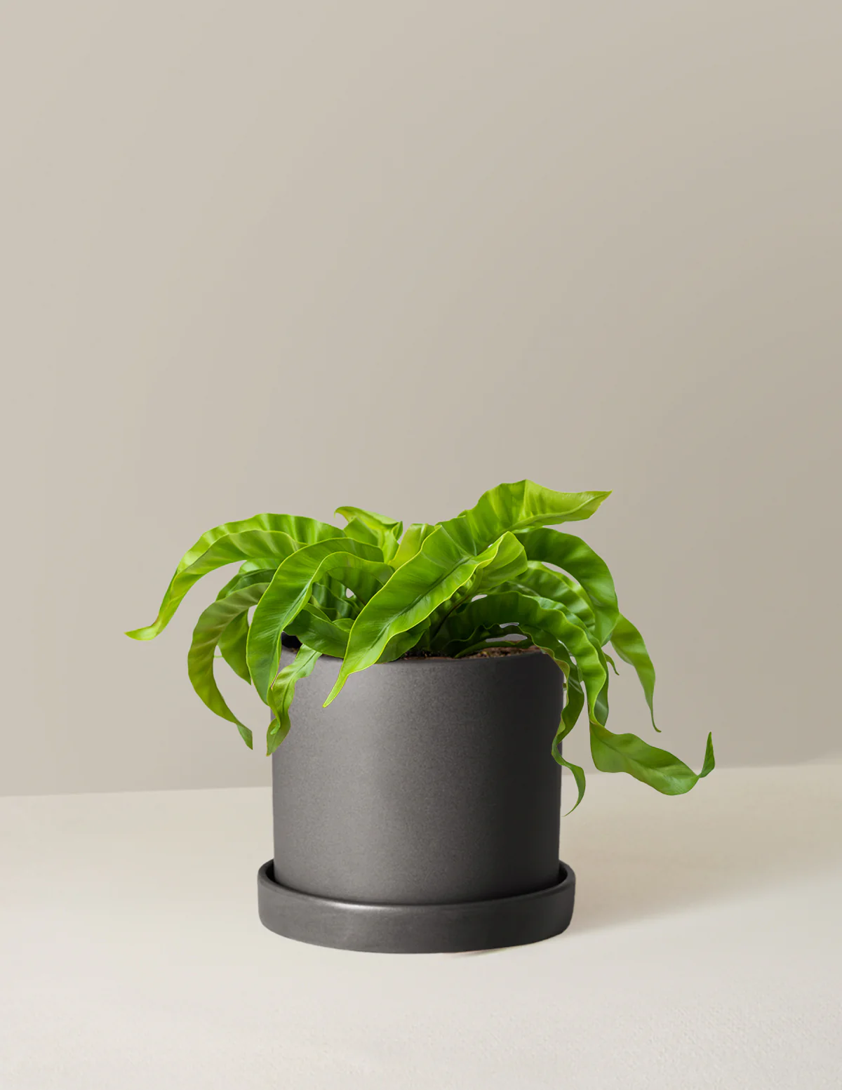 Hurricane Fern - Image 24