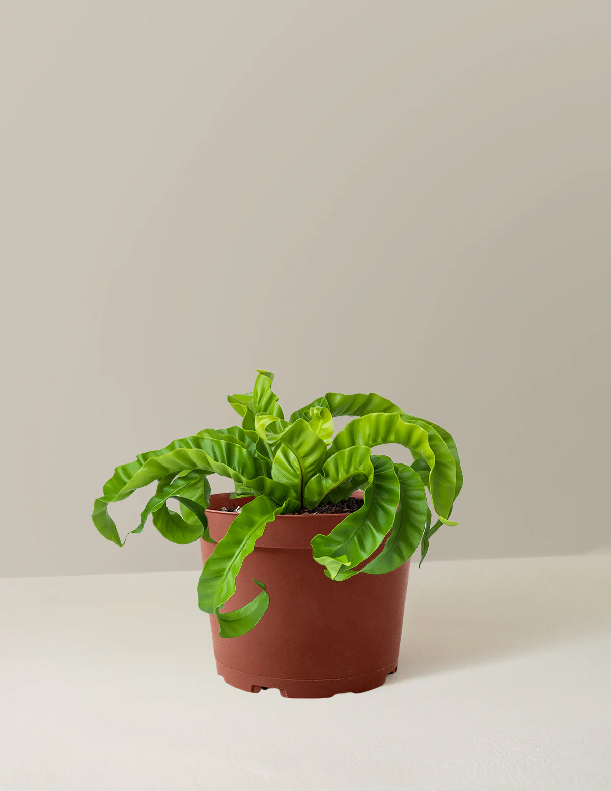 Hurricane Fern - Image 25