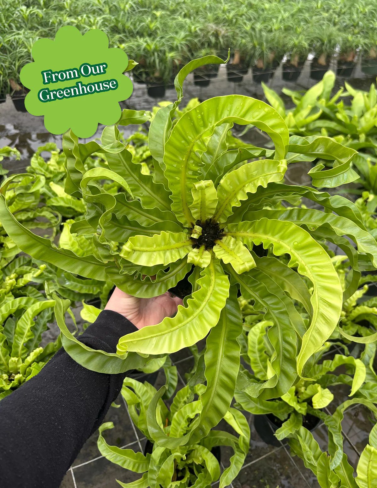 Hurricane Fern - Image 3