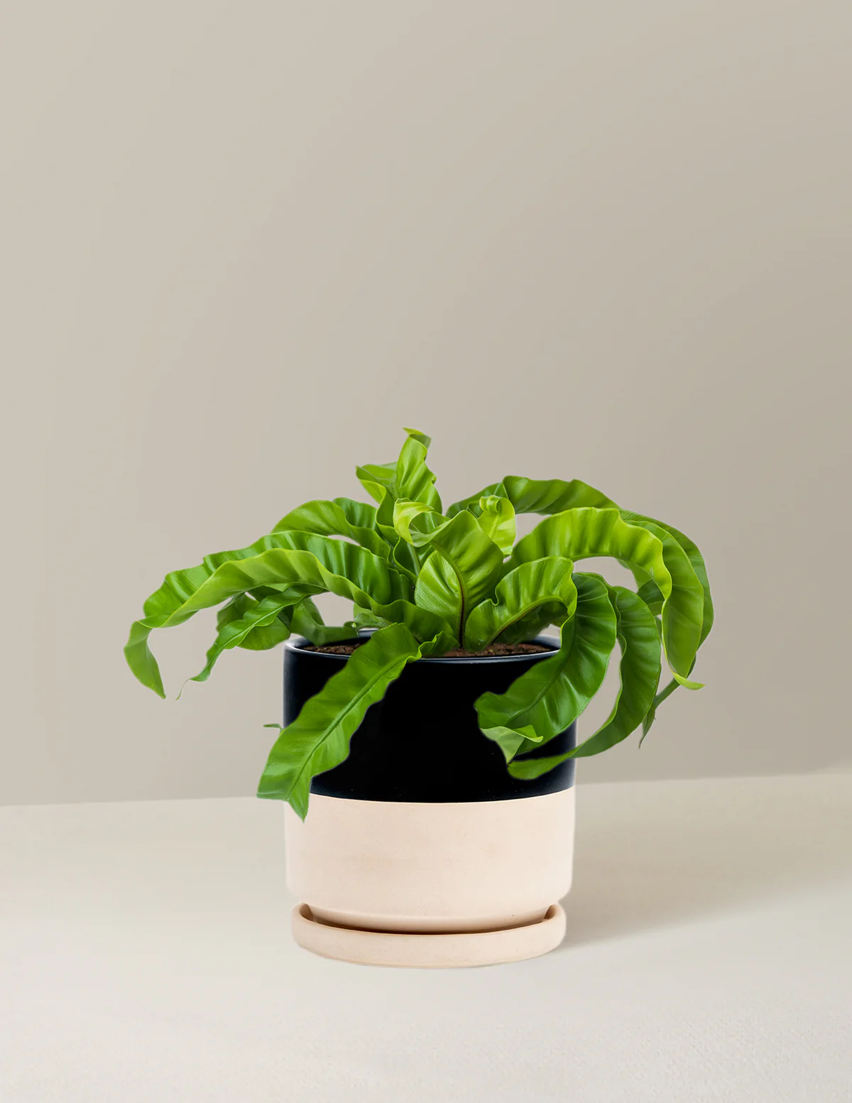 Hurricane Fern - Image 5