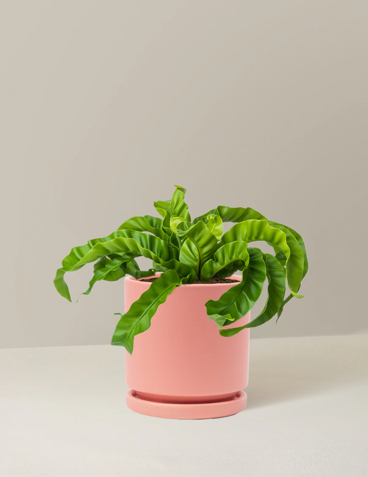 Hurricane Fern - Image 6