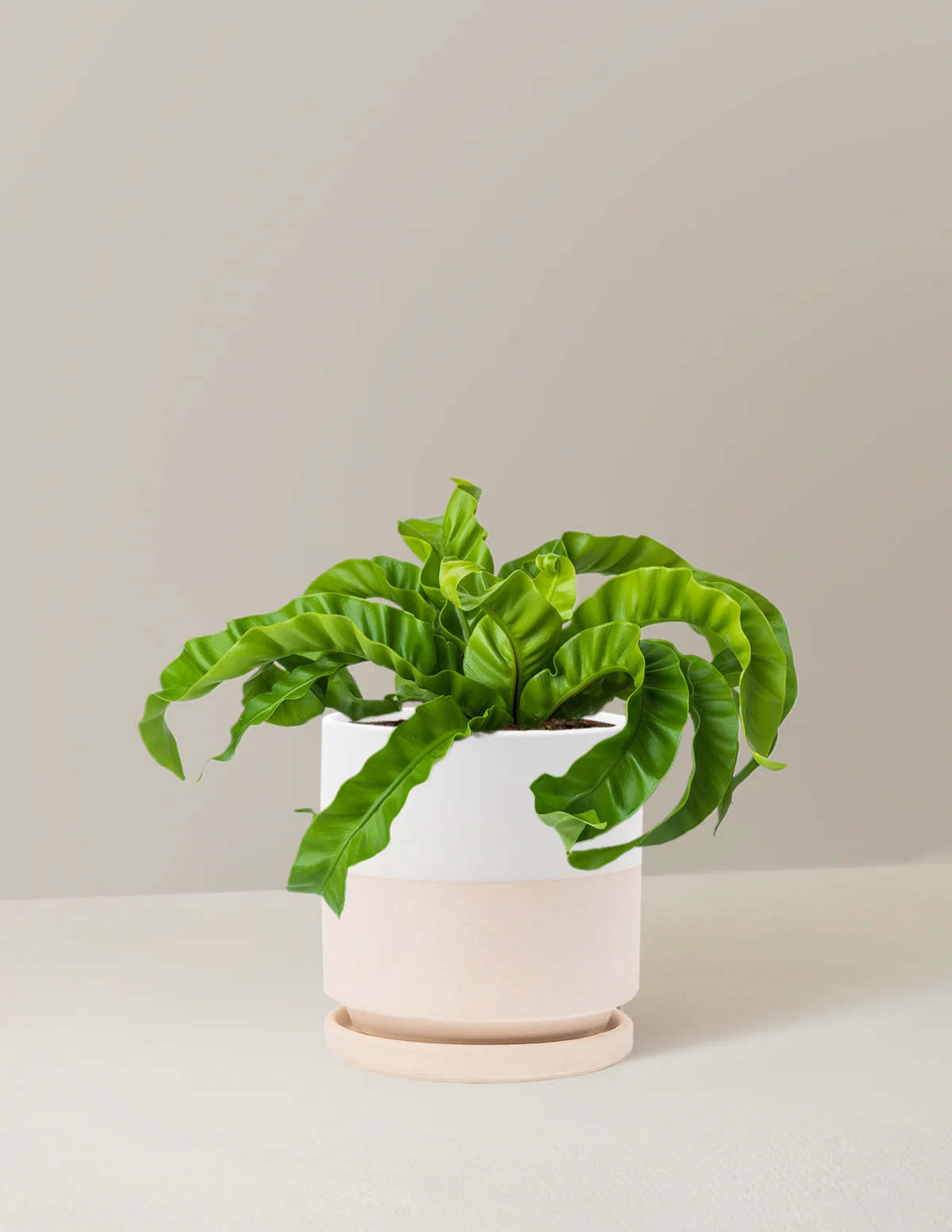 Hurricane Fern - Image 7