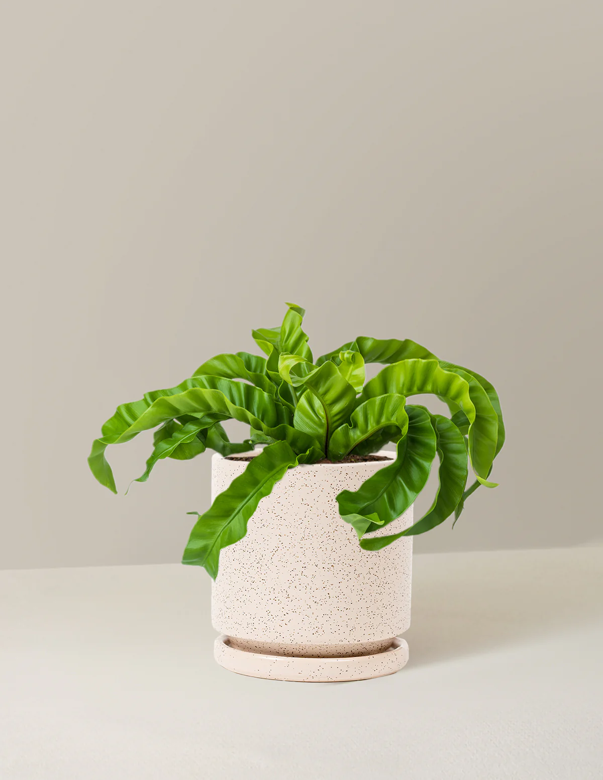 Hurricane Fern - Image 8