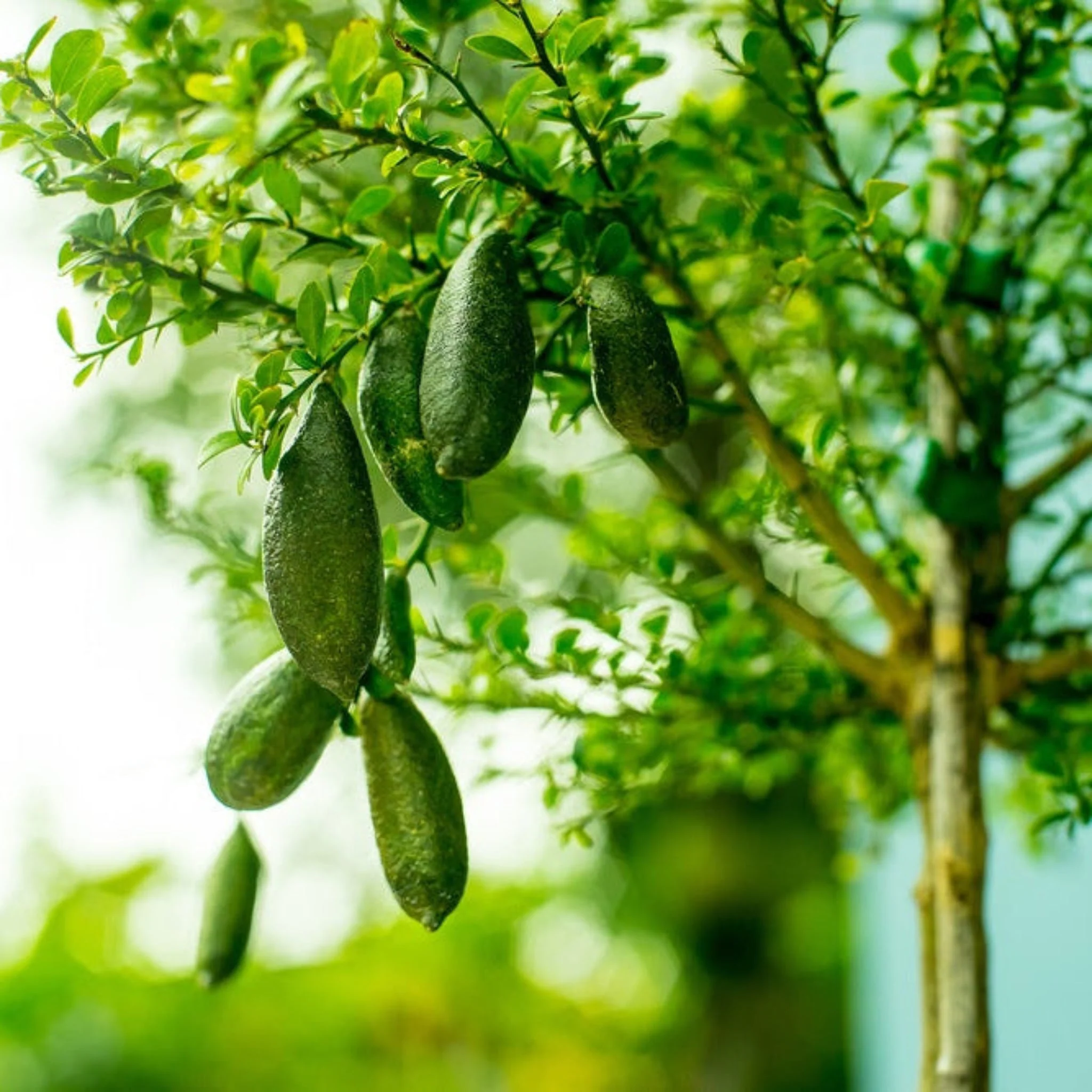 Australian Finger Lime Tree - Image 3