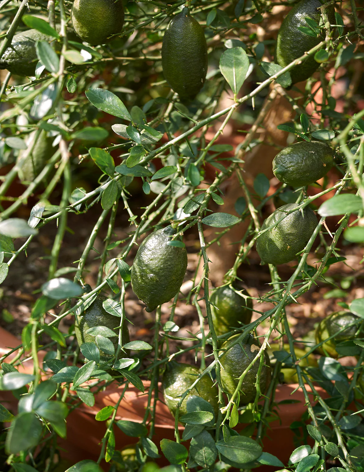 Australian Finger Lime Tree - Image 5