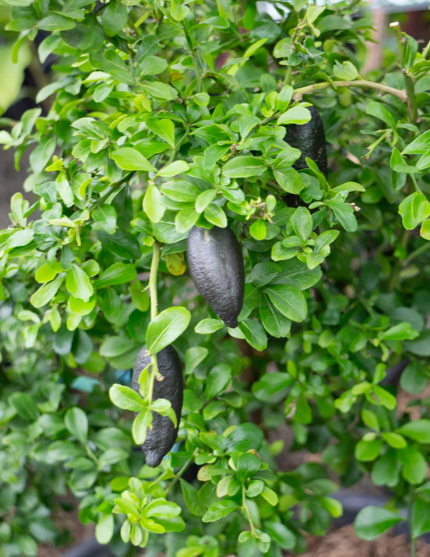 Australian Finger Lime Tree - Image 6