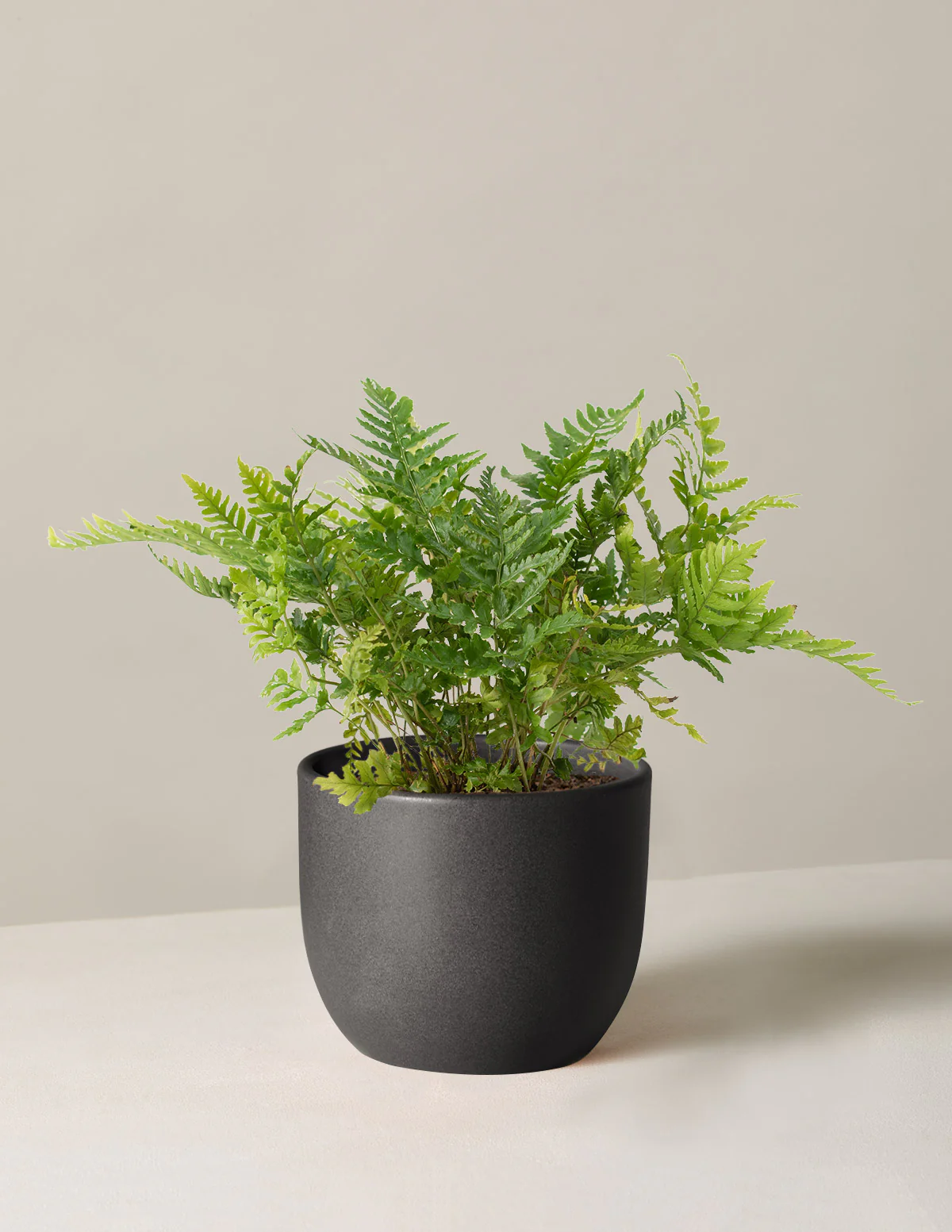 Japanese Shield Fern - Image 3