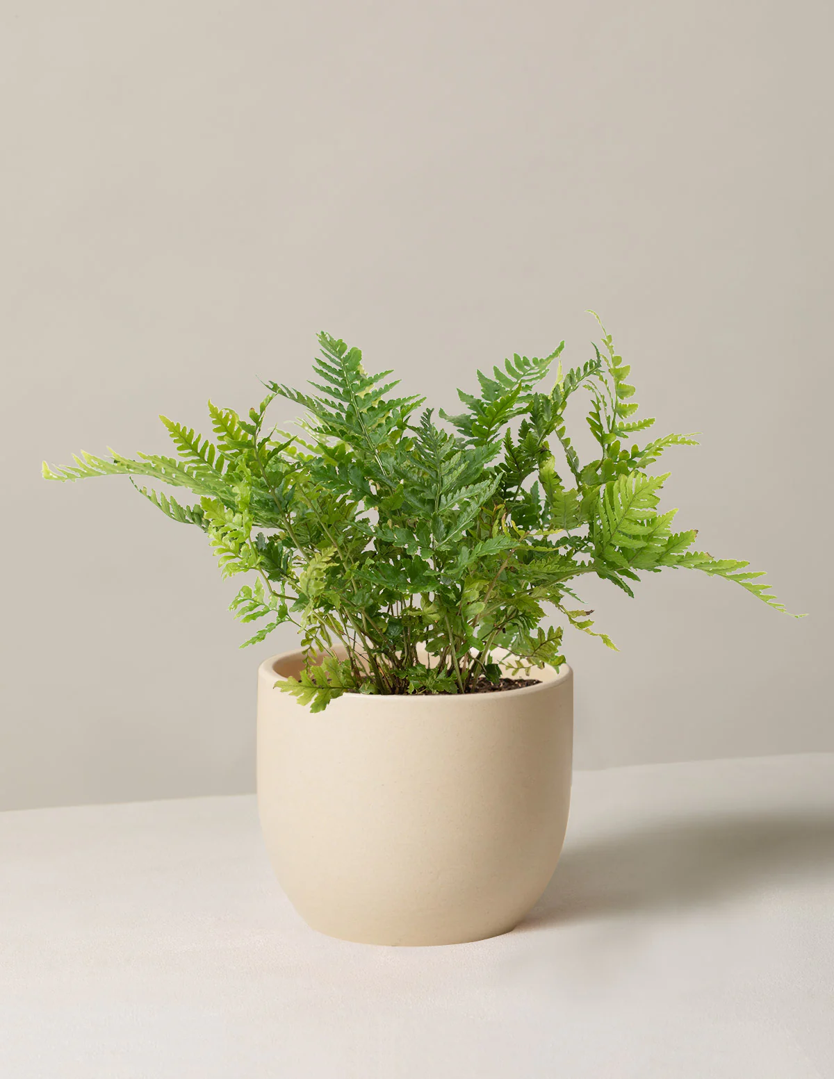 Japanese Shield Fern - Image 4