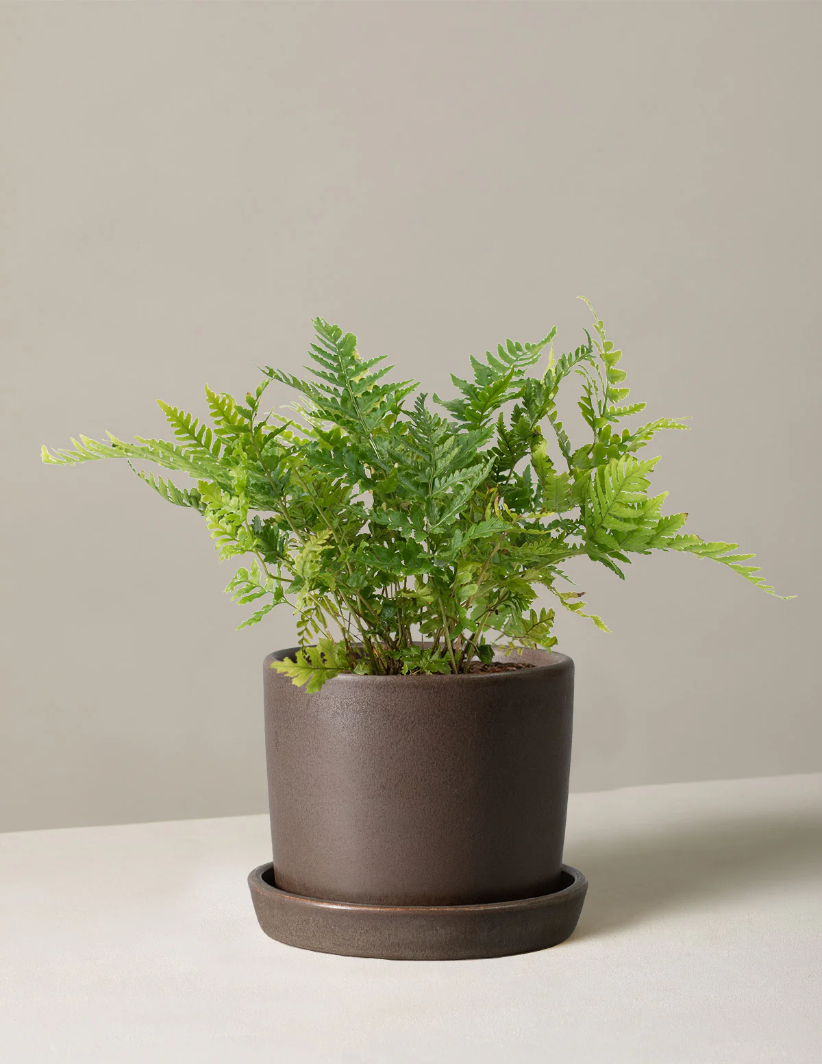 Japanese Shield Fern - Image 5
