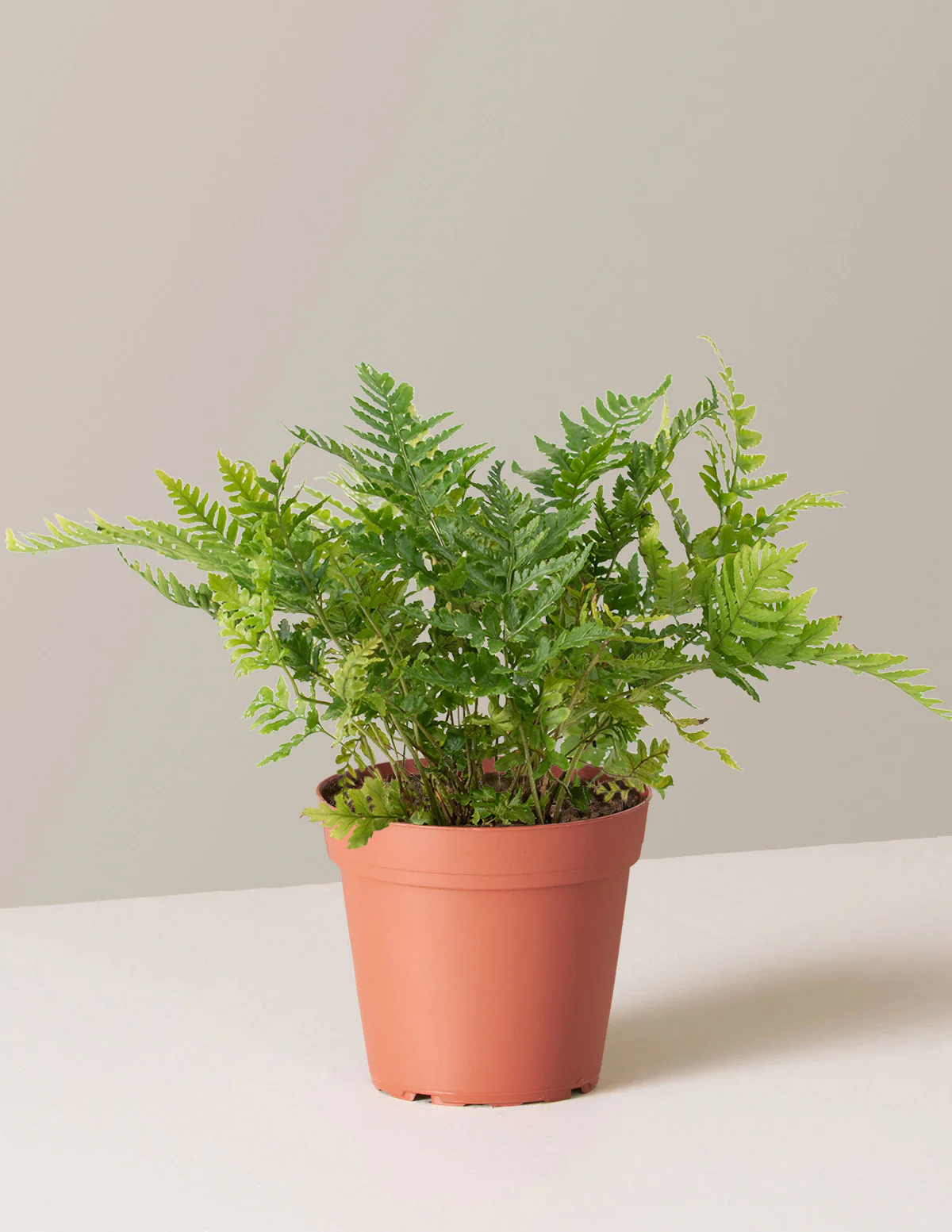 Japanese Shield Fern - Image 6
