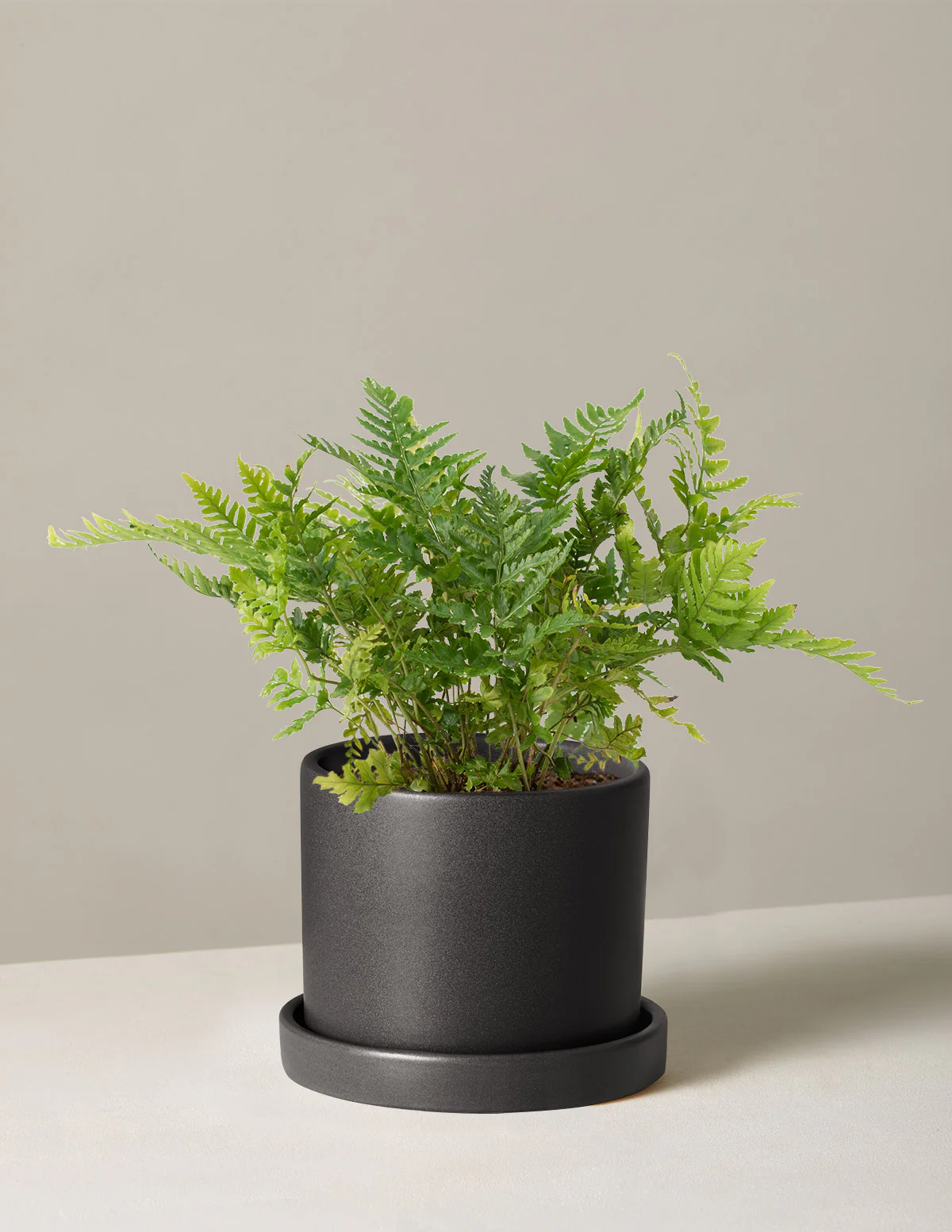 Japanese Shield Fern - Image 7