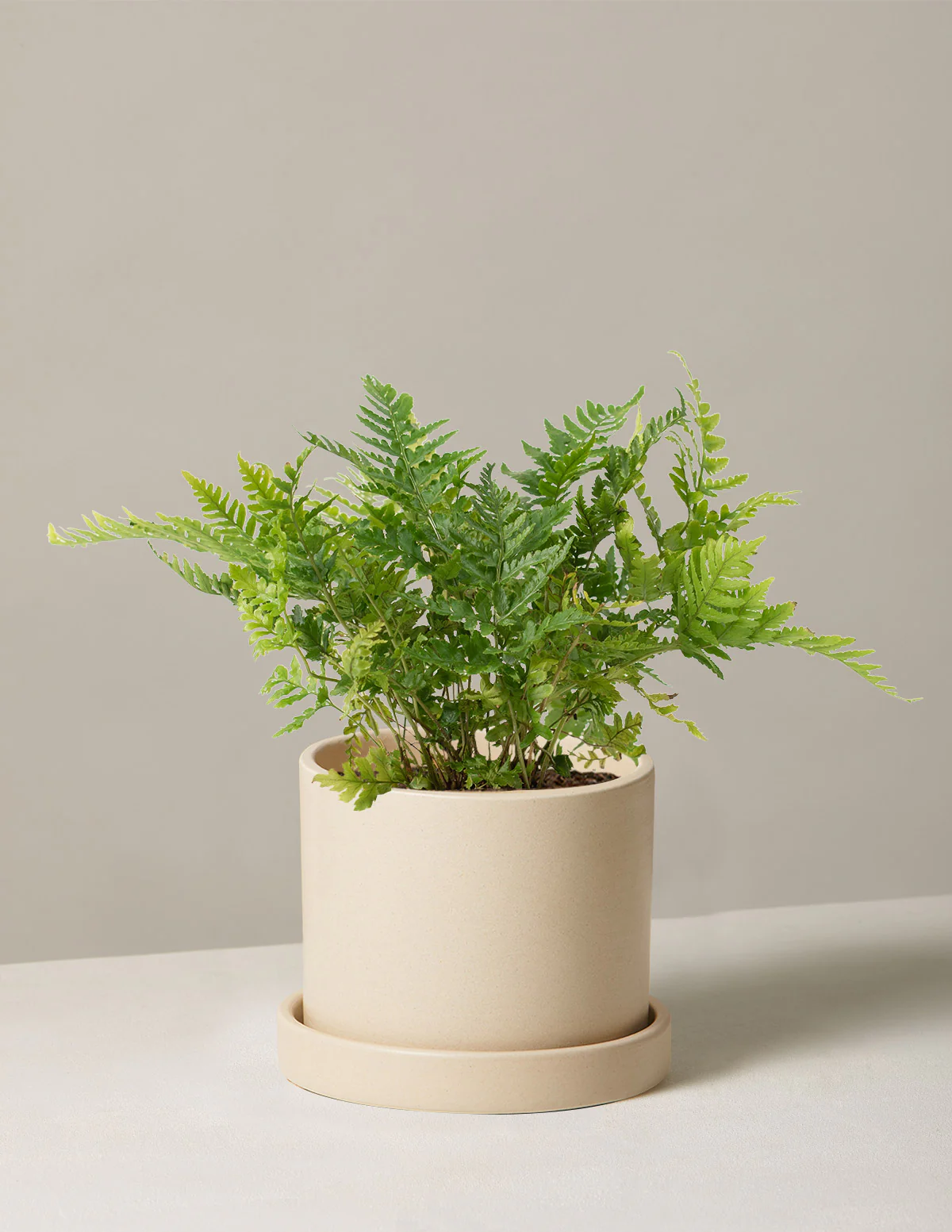 Japanese Shield Fern - Image 8