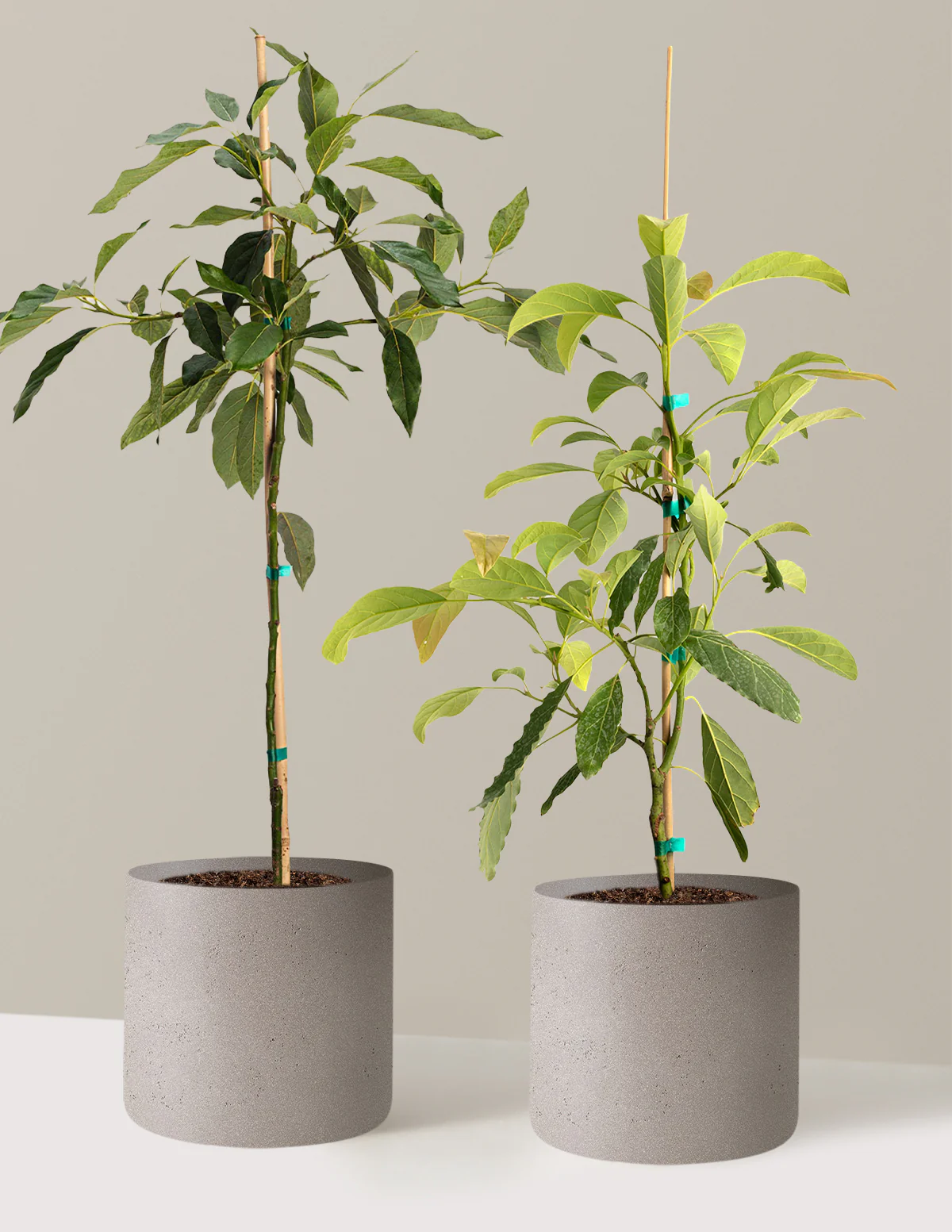 Avocado Tree Bundle - Image 3