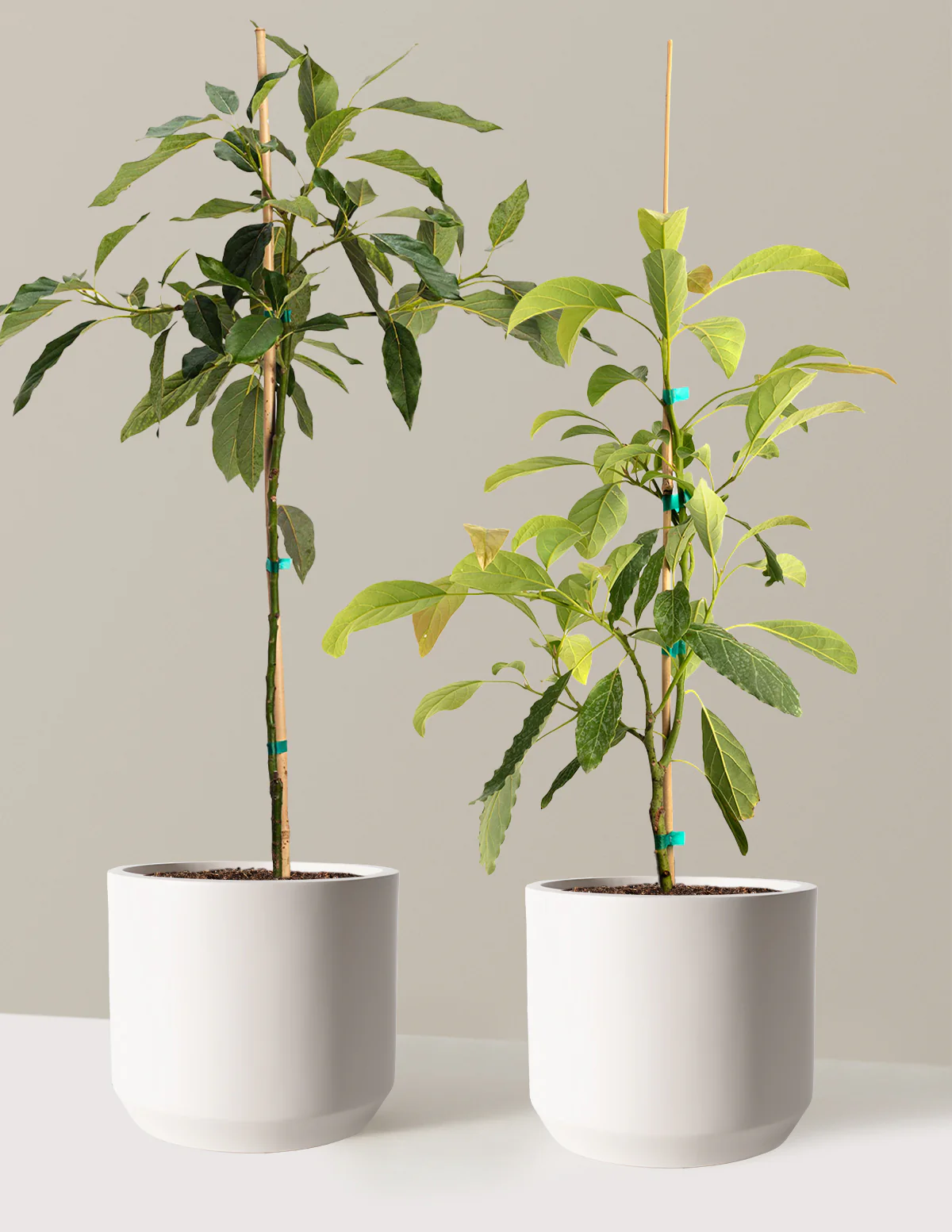 Avocado Tree Bundle - Image 7