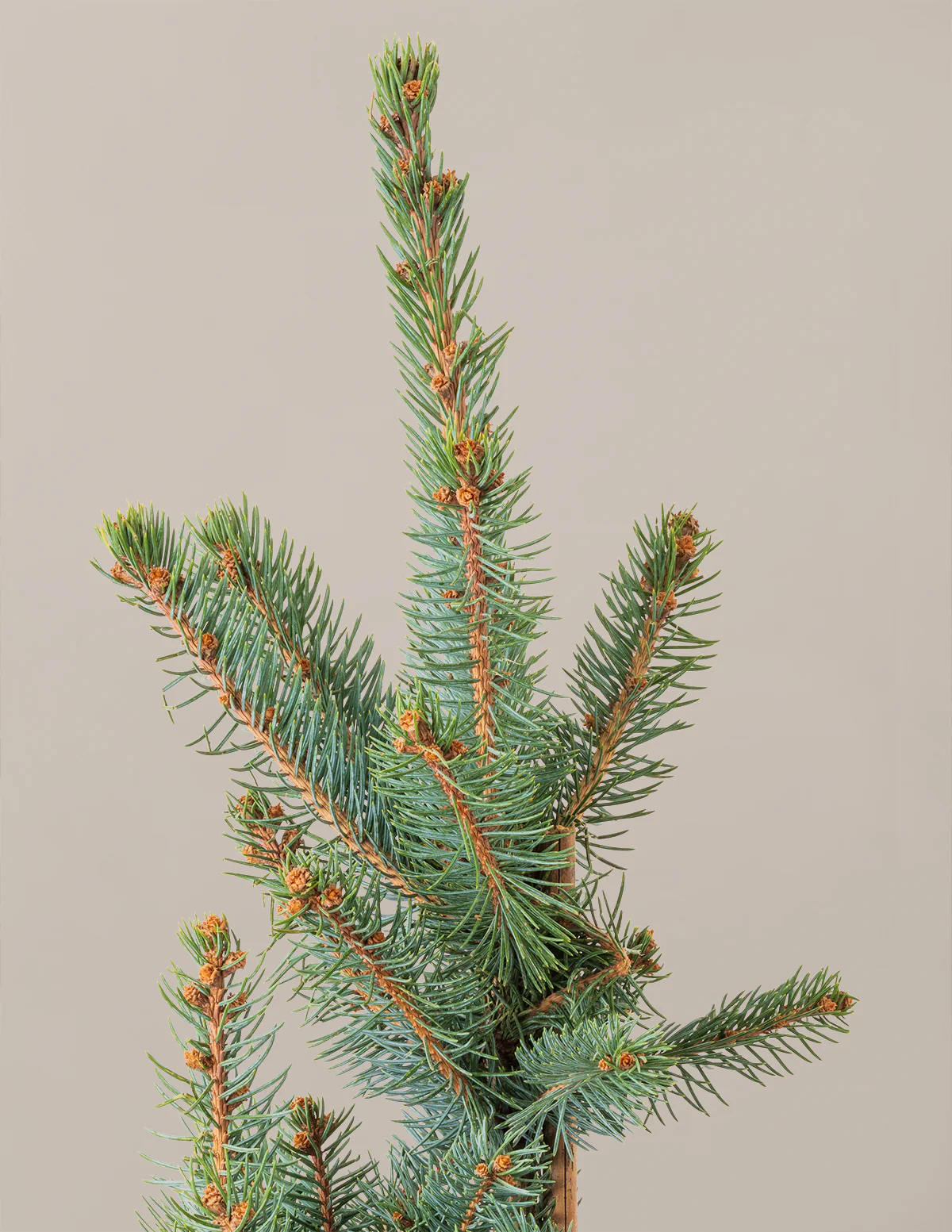 Baby Blue Eyes Spruce - Image 2