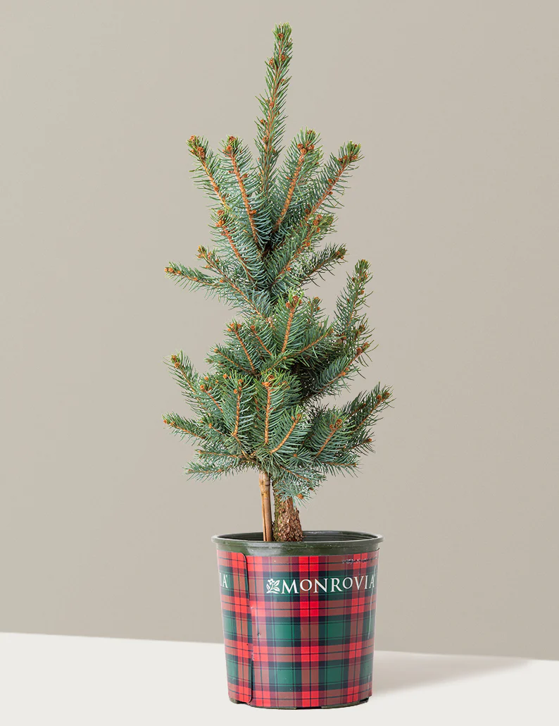 Baby Blue Eyes Spruce - Image 3