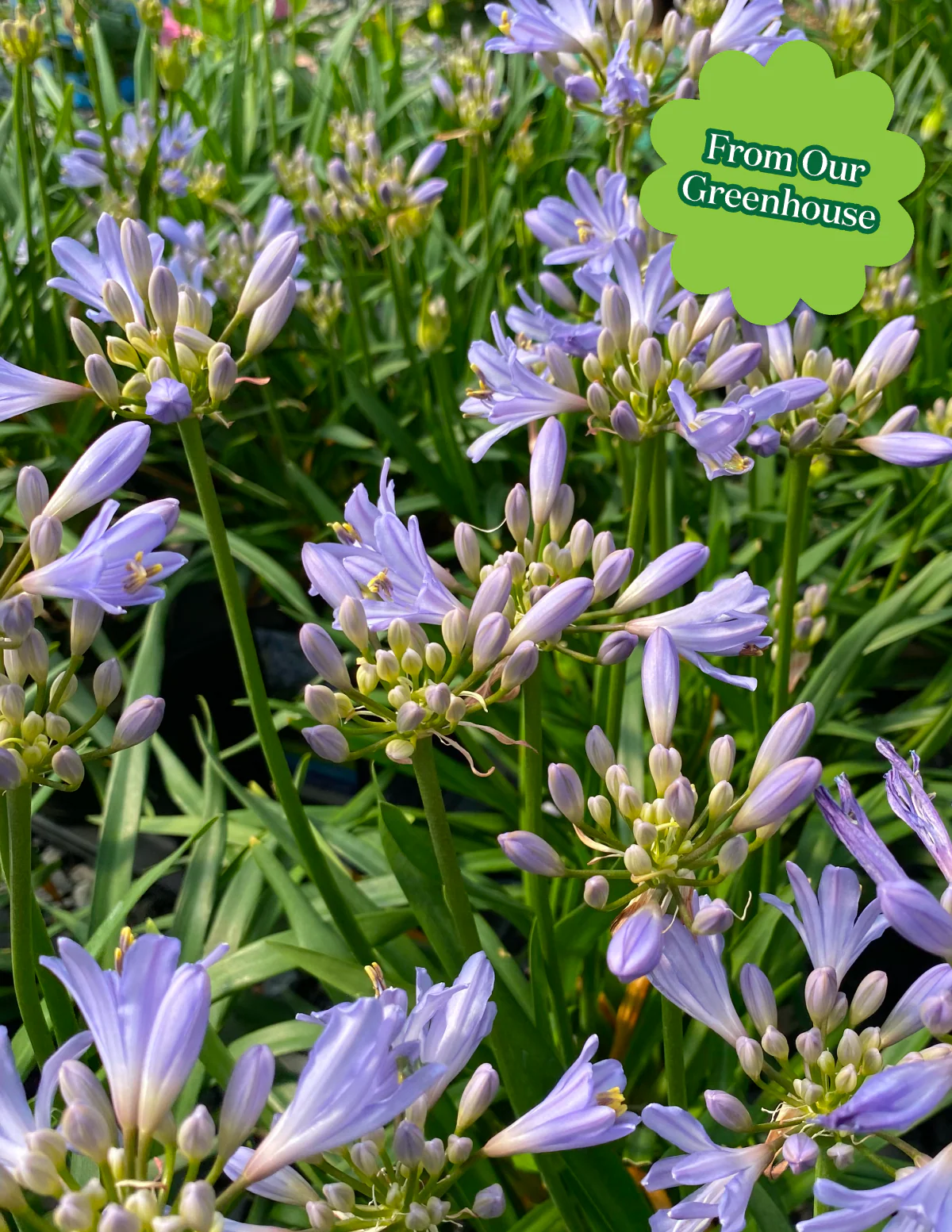 Baby Pete™ Agapanthus - Image 2