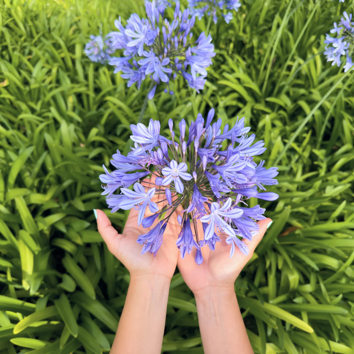 Baby Pete™ Agapanthus - Image 3