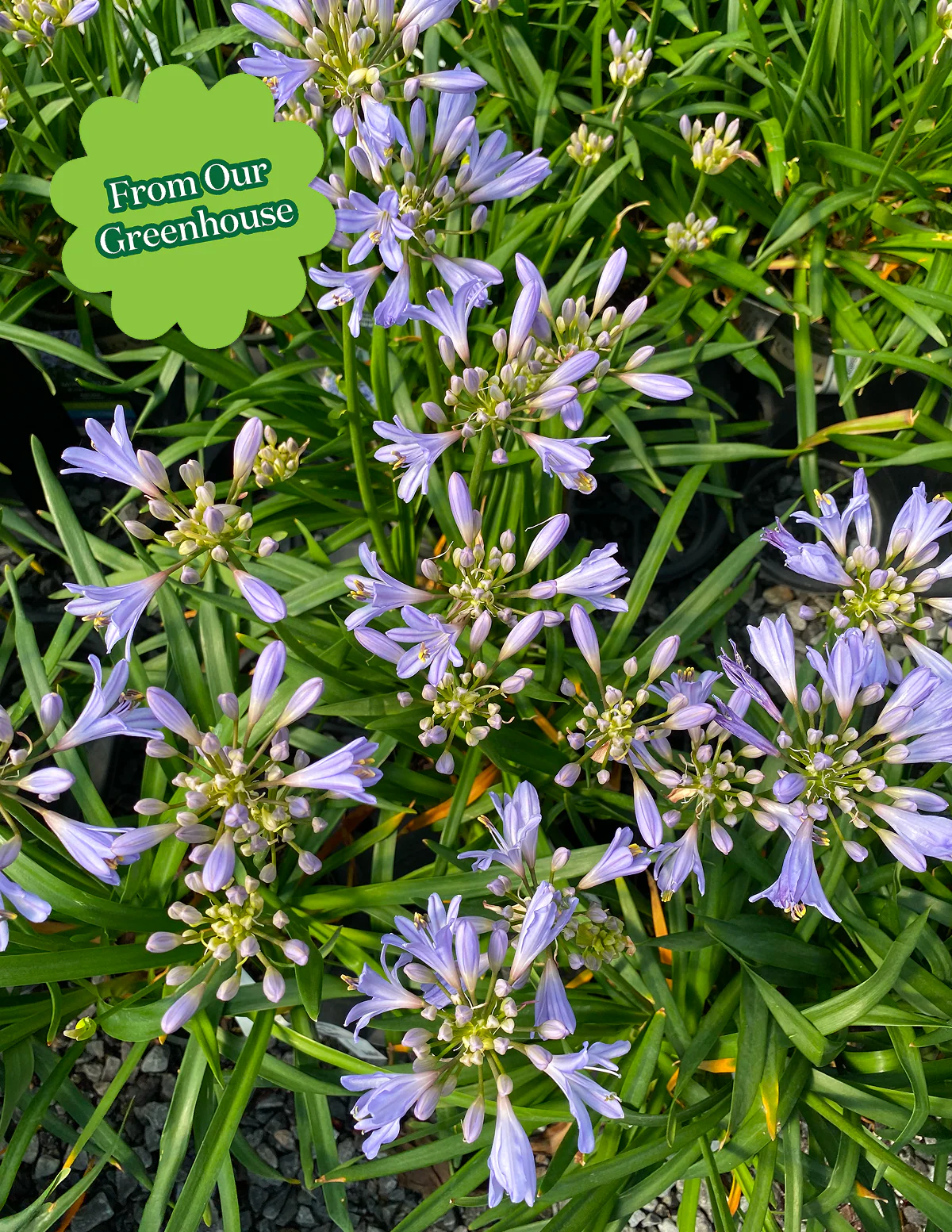 Baby Pete™ Agapanthus - Image 5