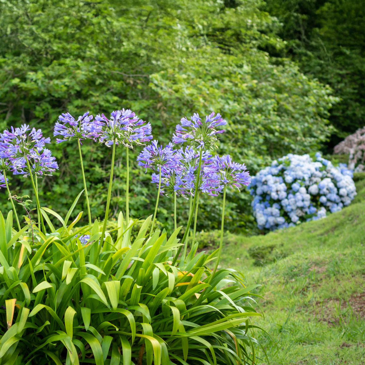 Baby Pete™ Agapanthus - Image 6