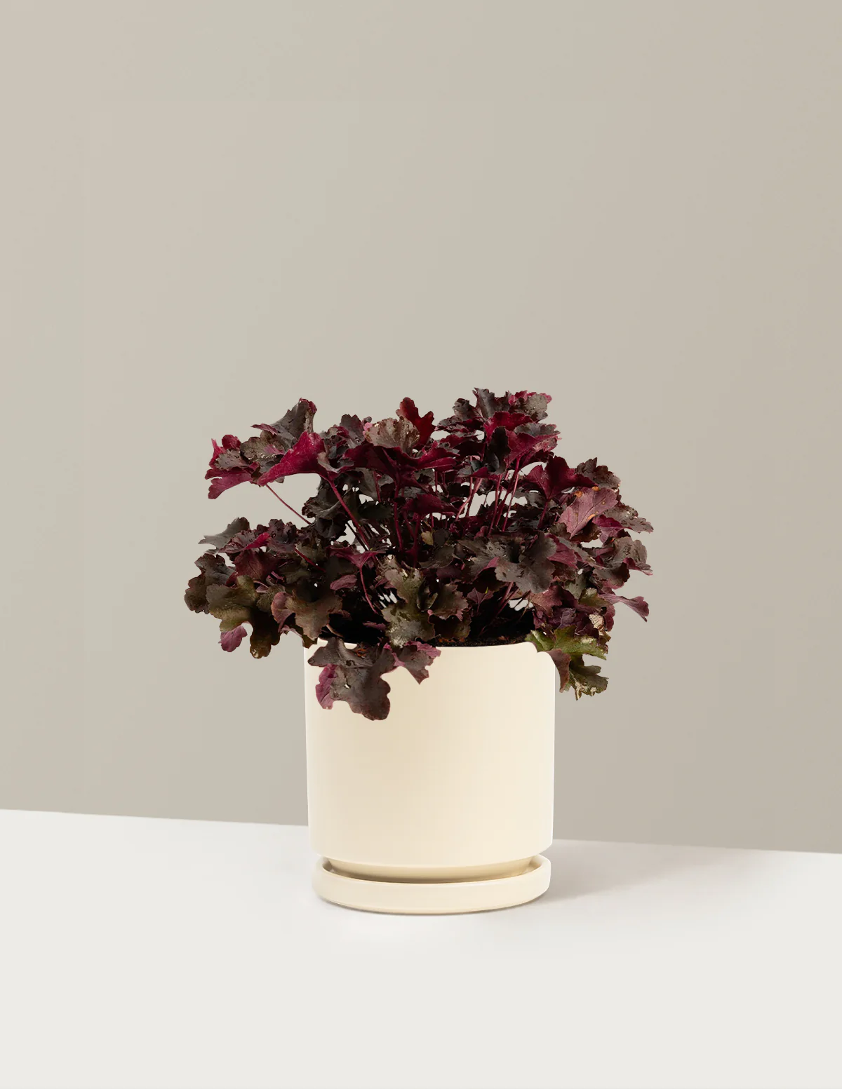 Balboa Sunset® Heuchera